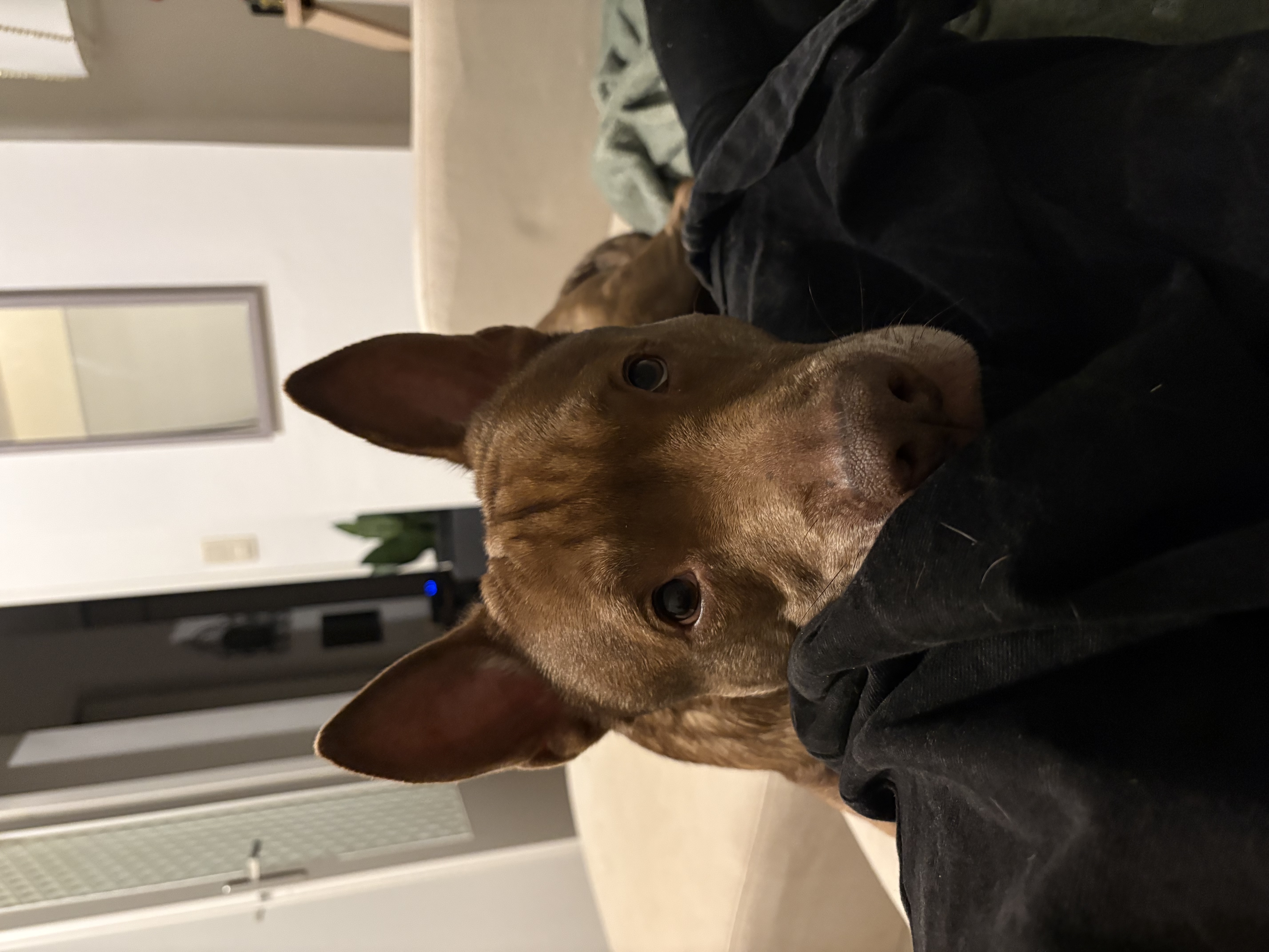 image-7