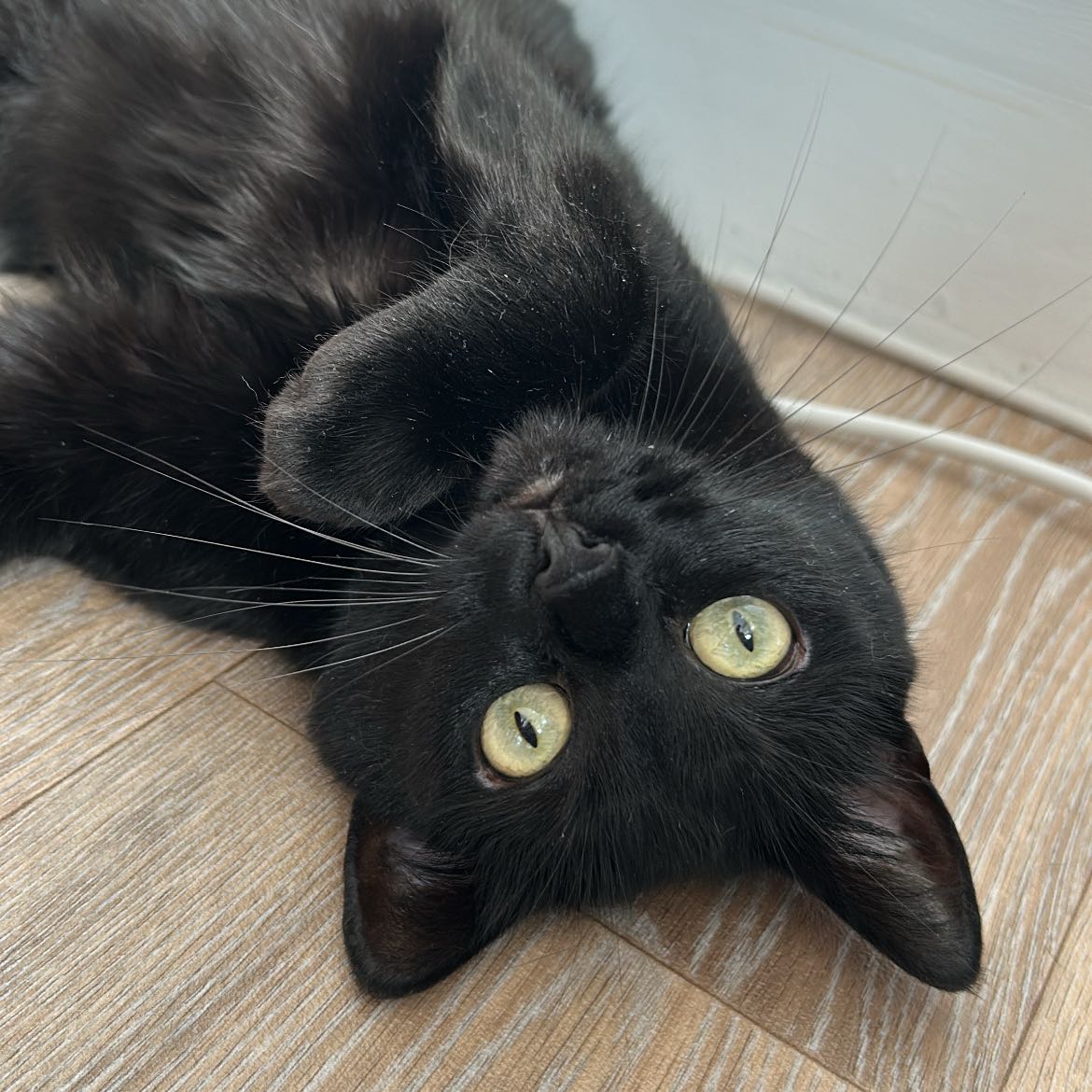 Titi