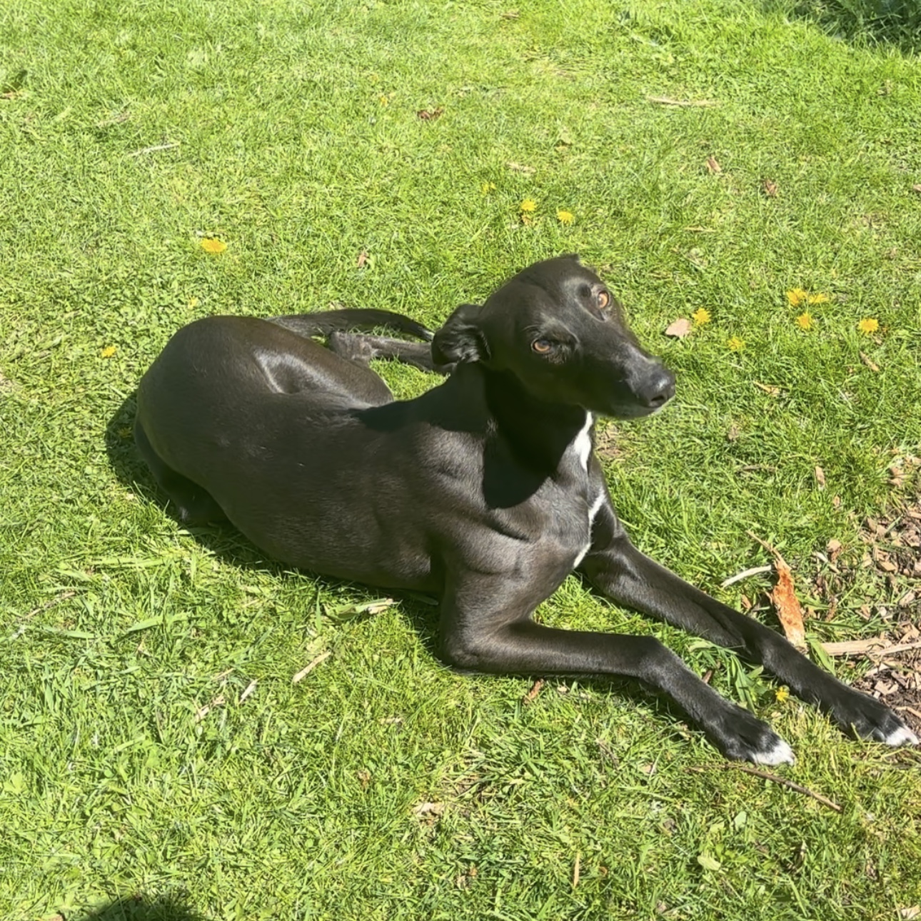 Max 