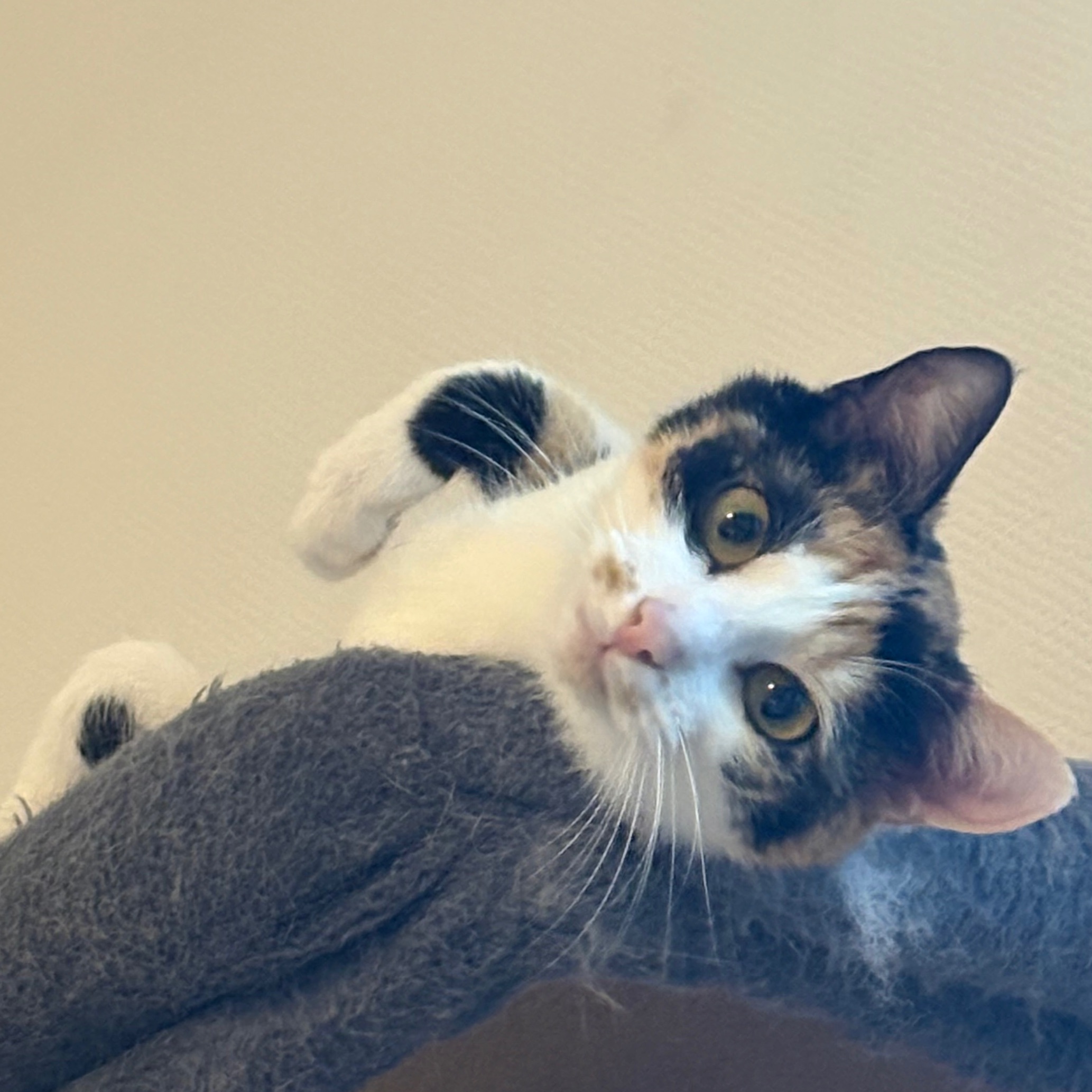 Frejya