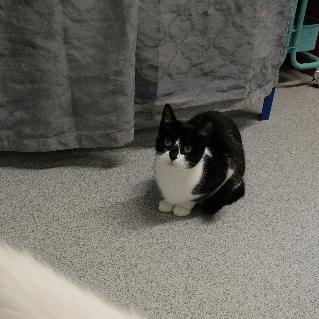 Xena