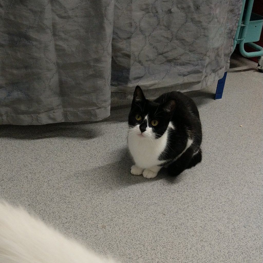 Xena