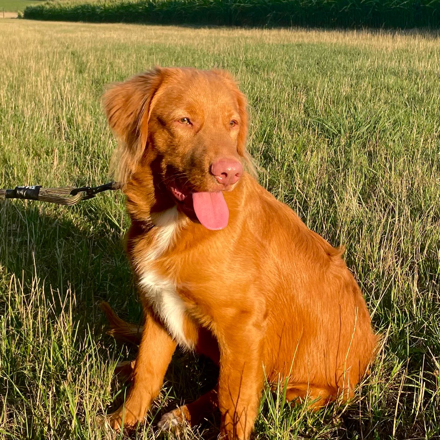 Bowie