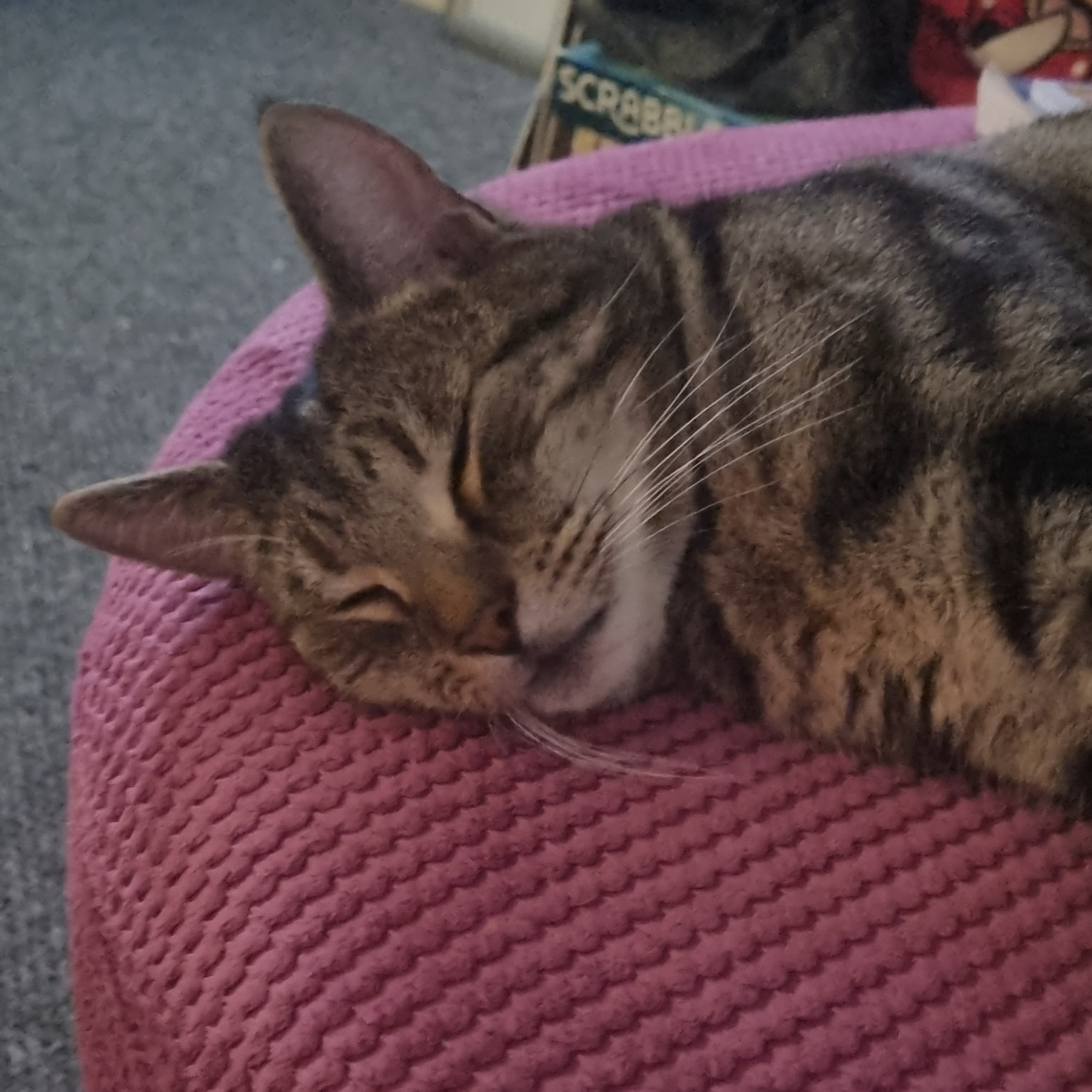 Magnus The Super Cat