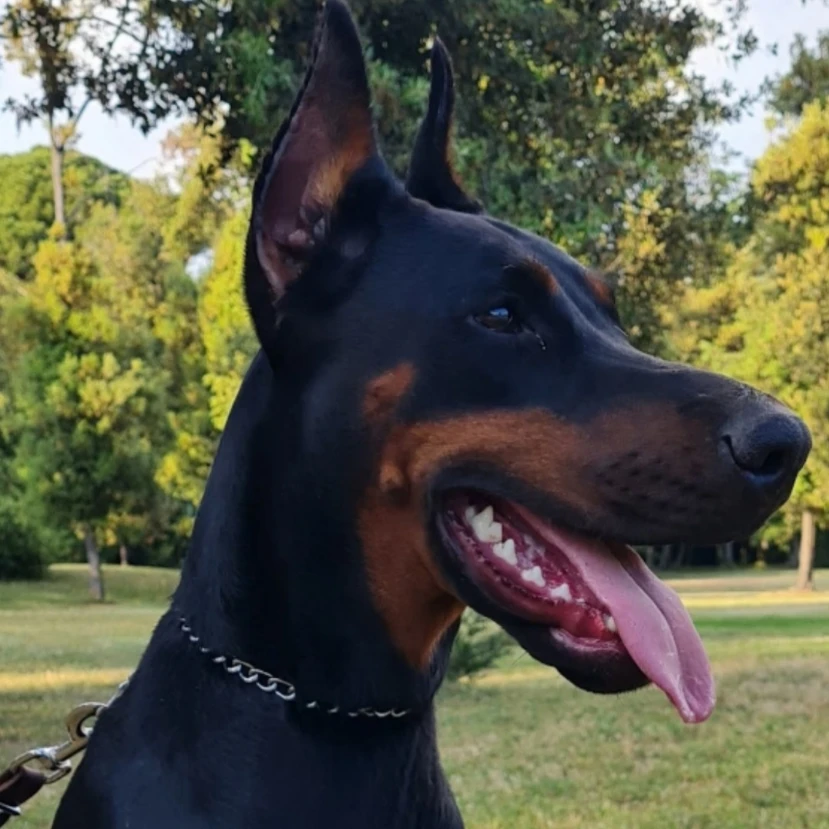 aika