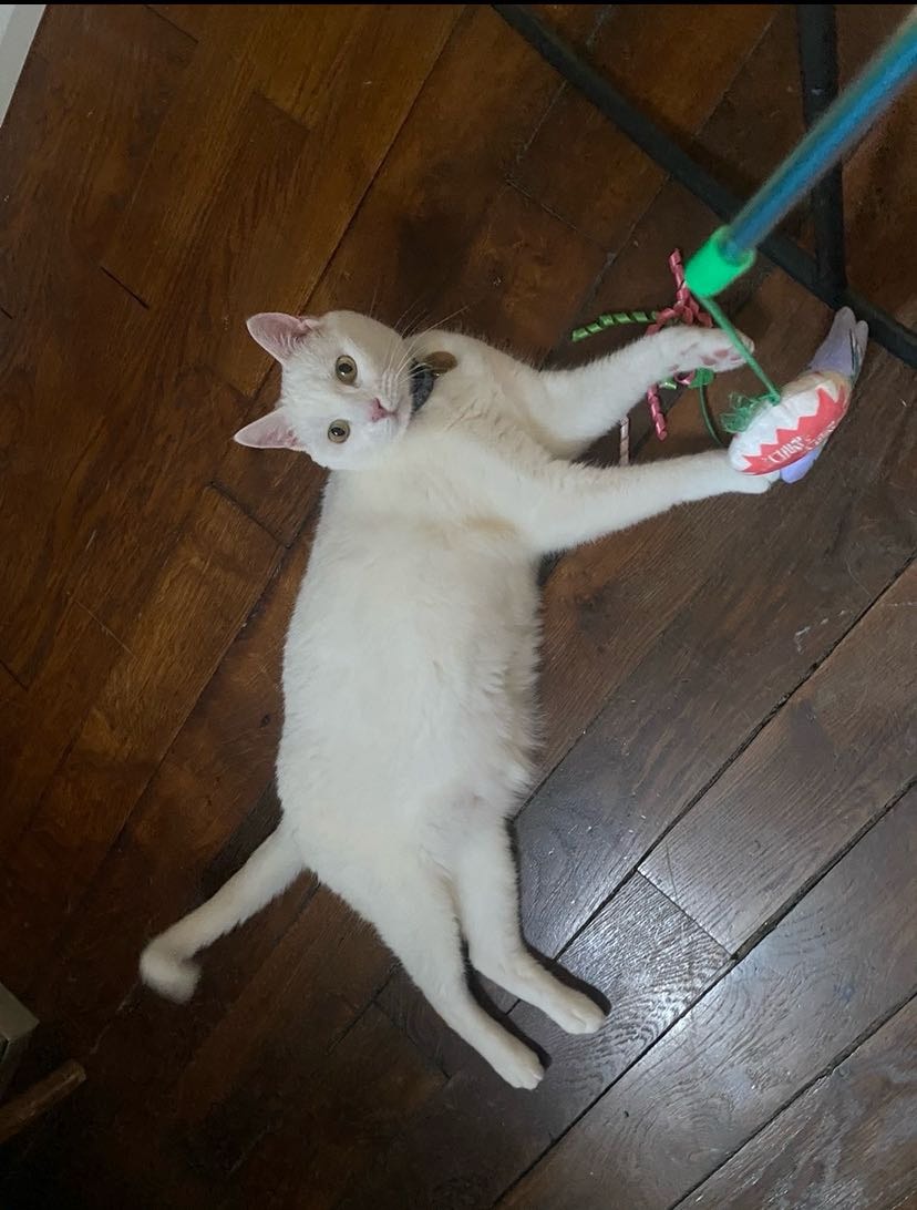 image-7