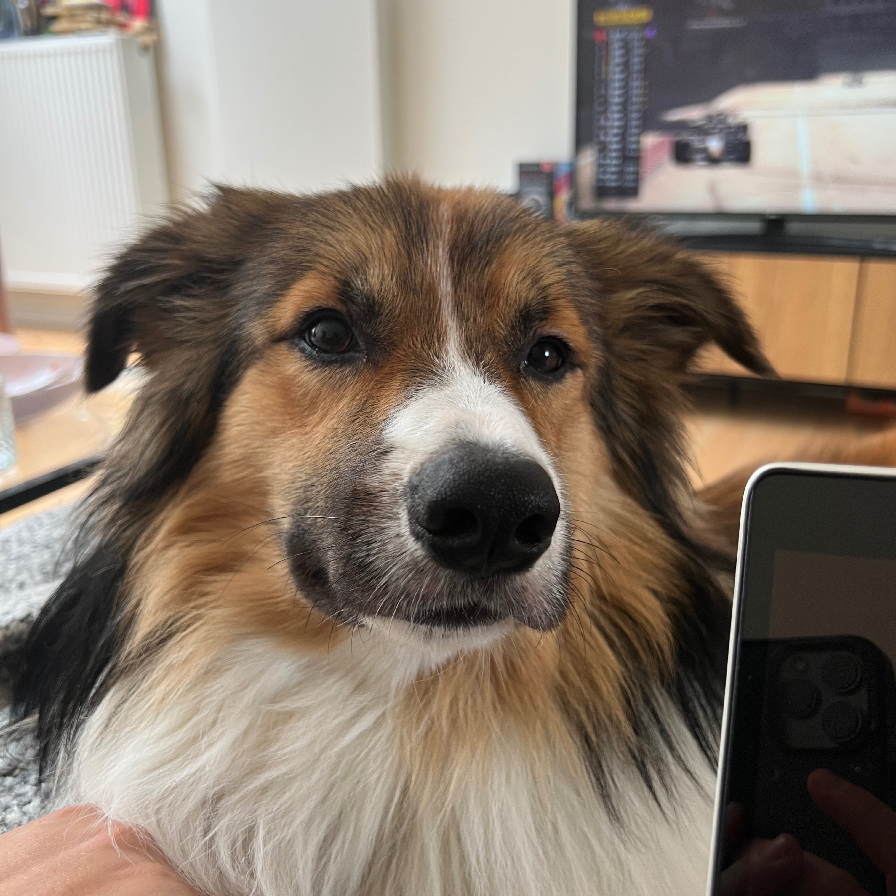 Koda