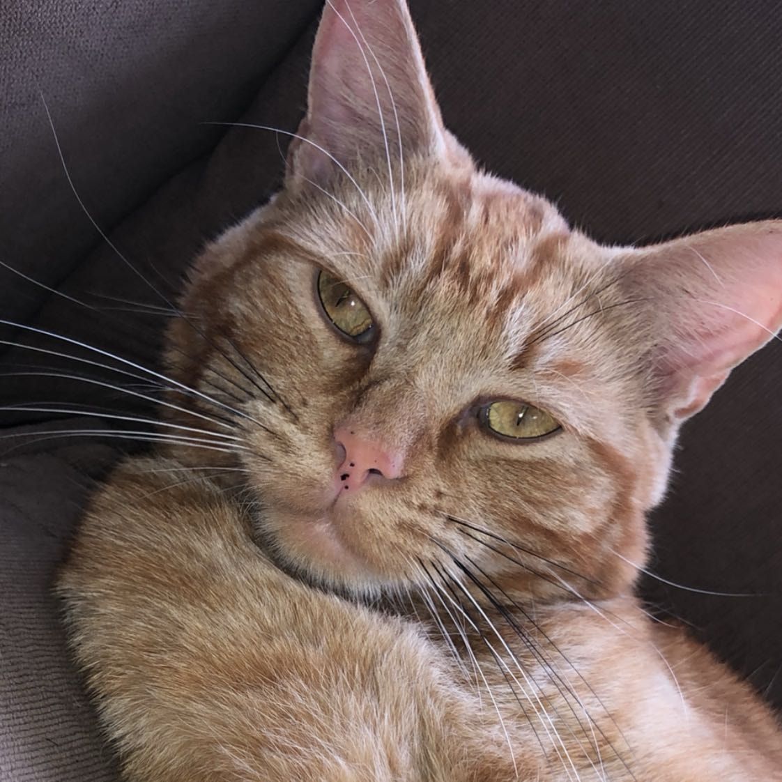 Humphrey