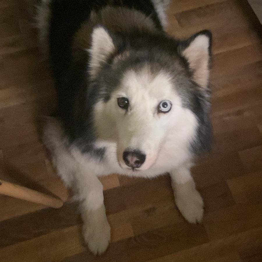 Leila