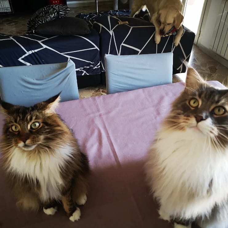 Dalí e Dandy