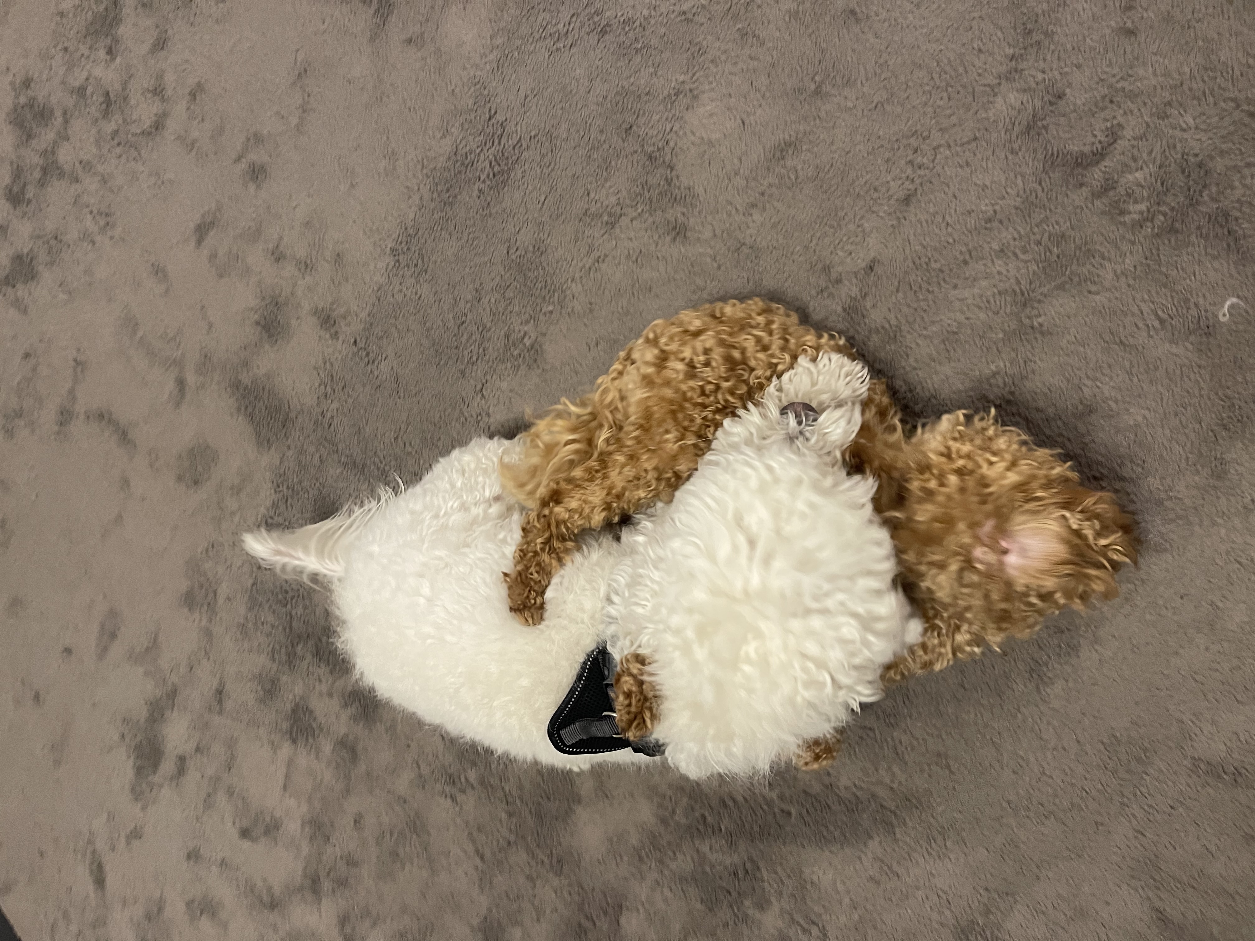 image-19