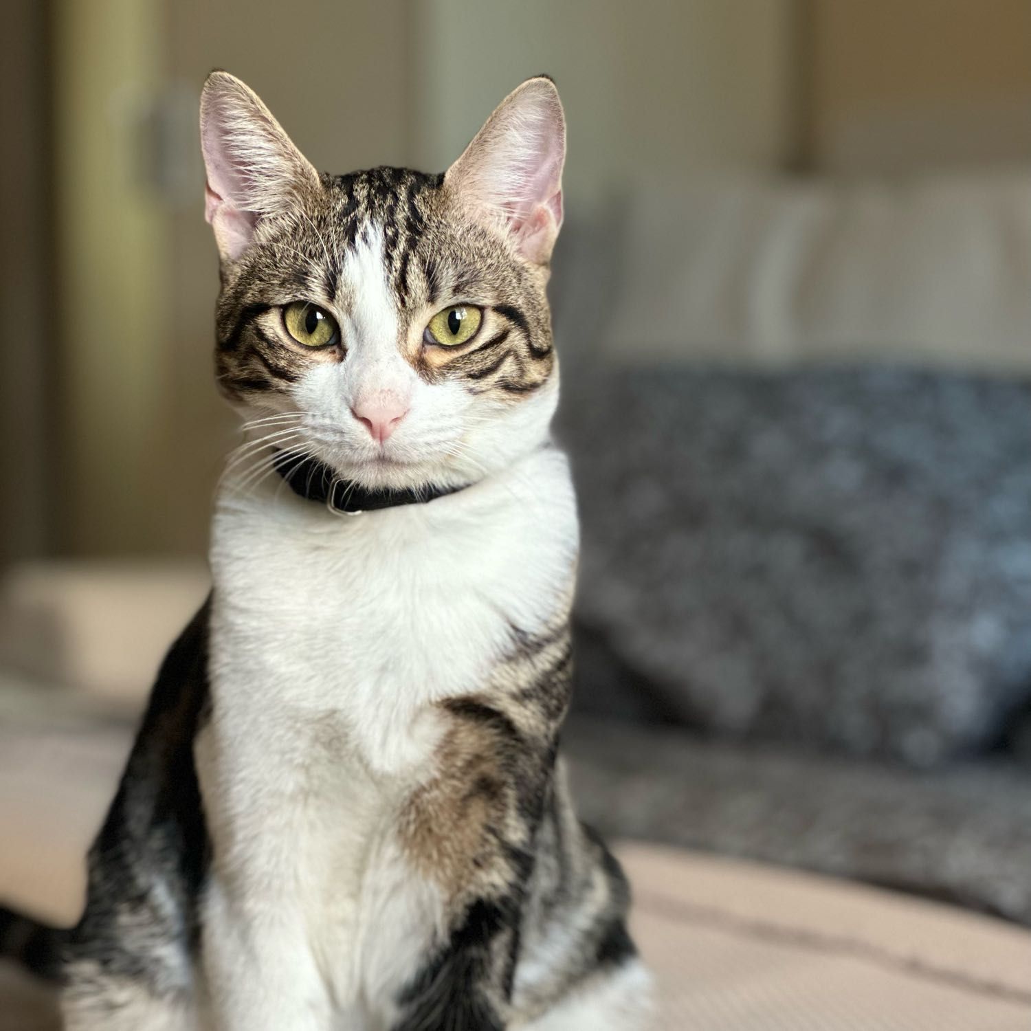 Moki