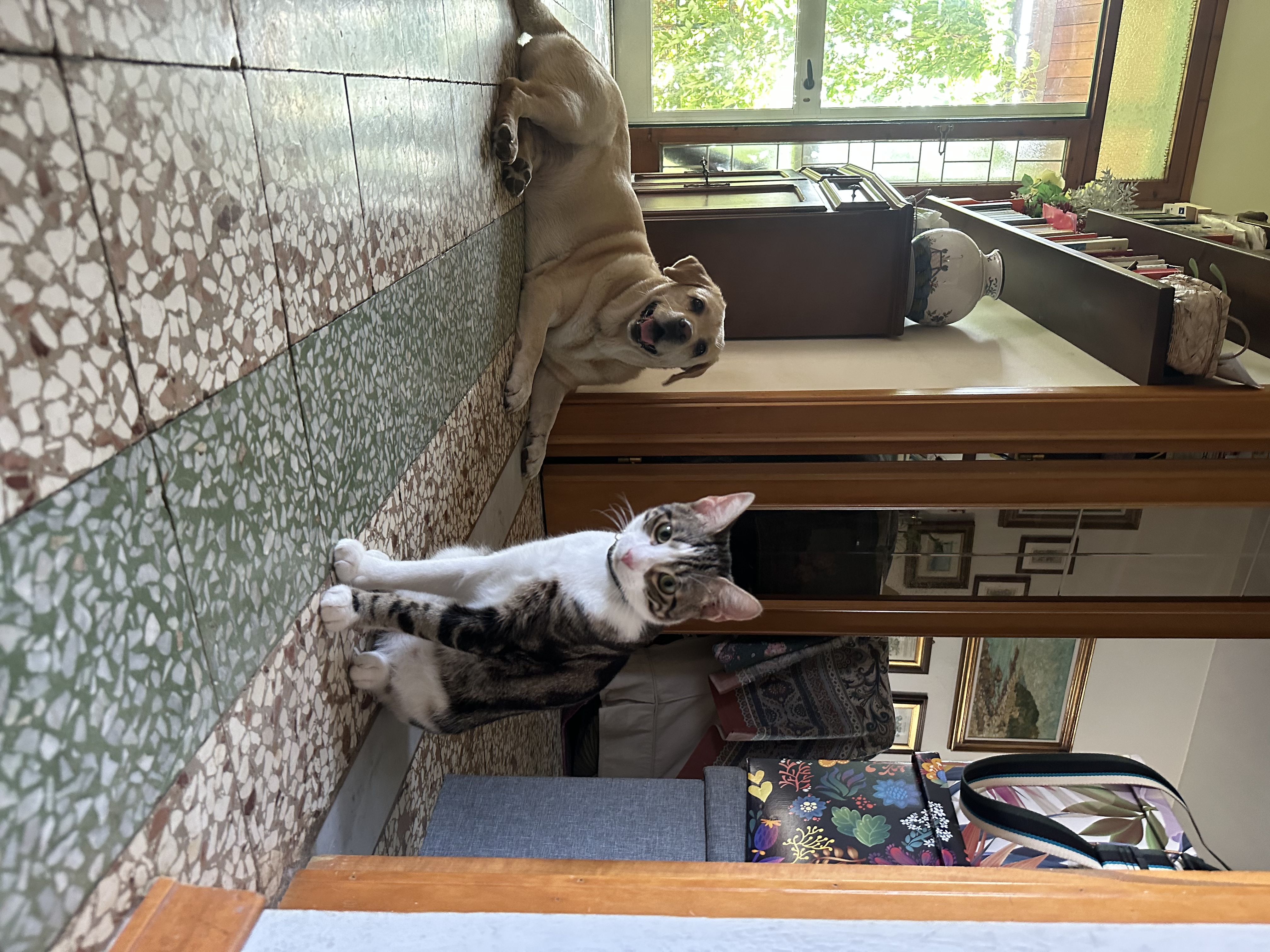 image-7