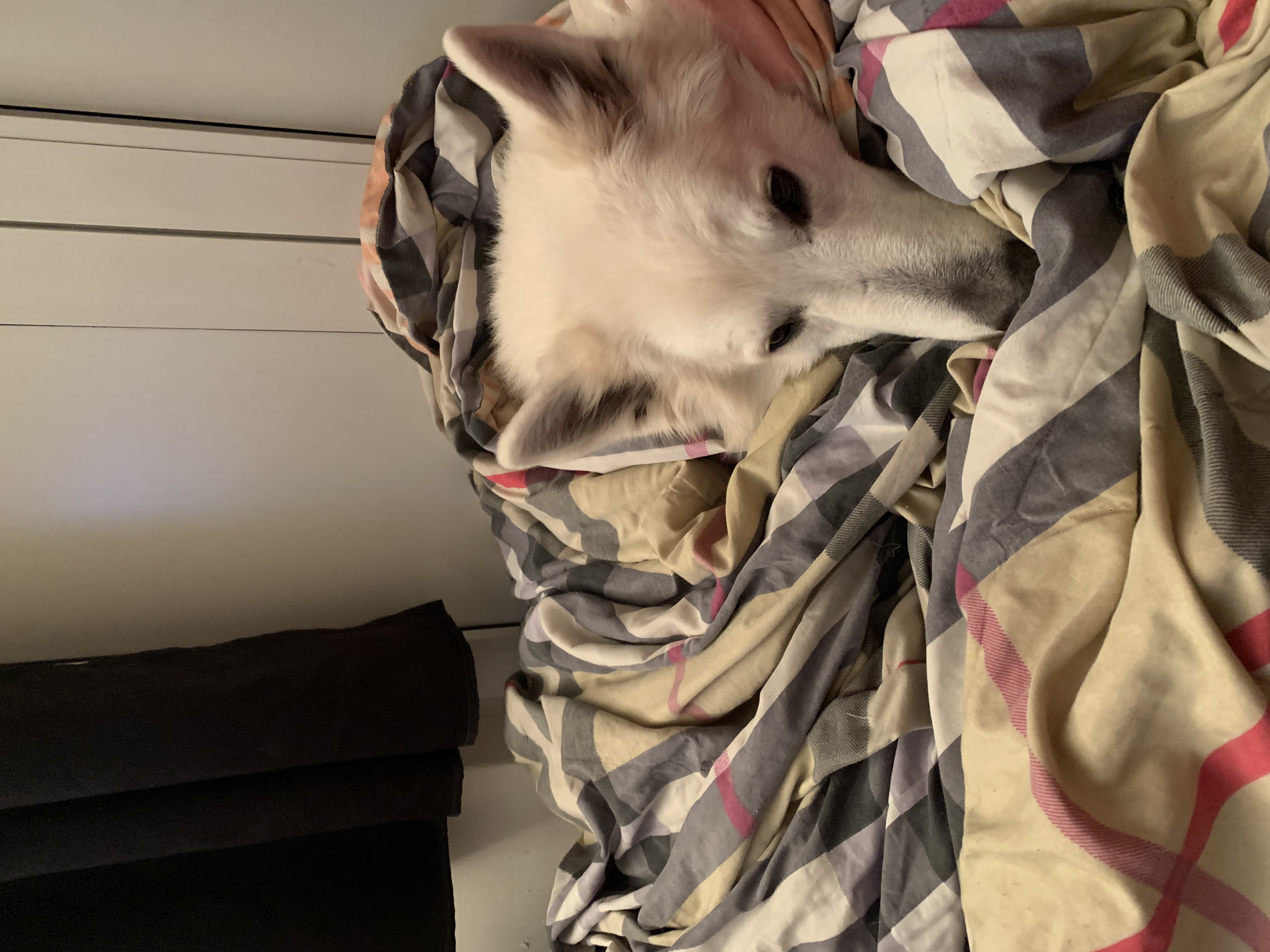image-8
