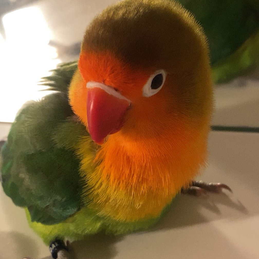 Kiwi
