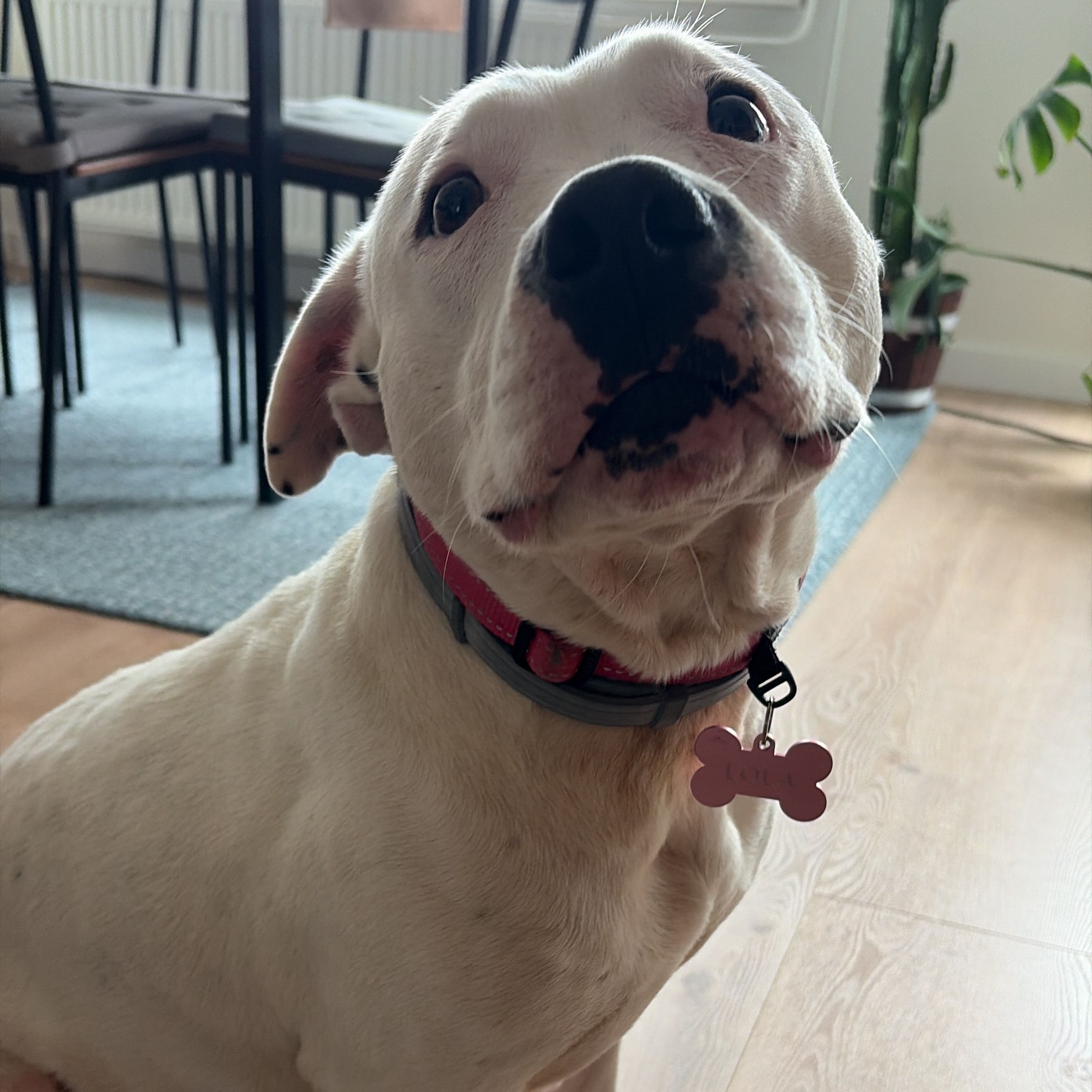 Lola