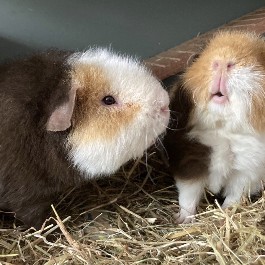 Bob en Teddy