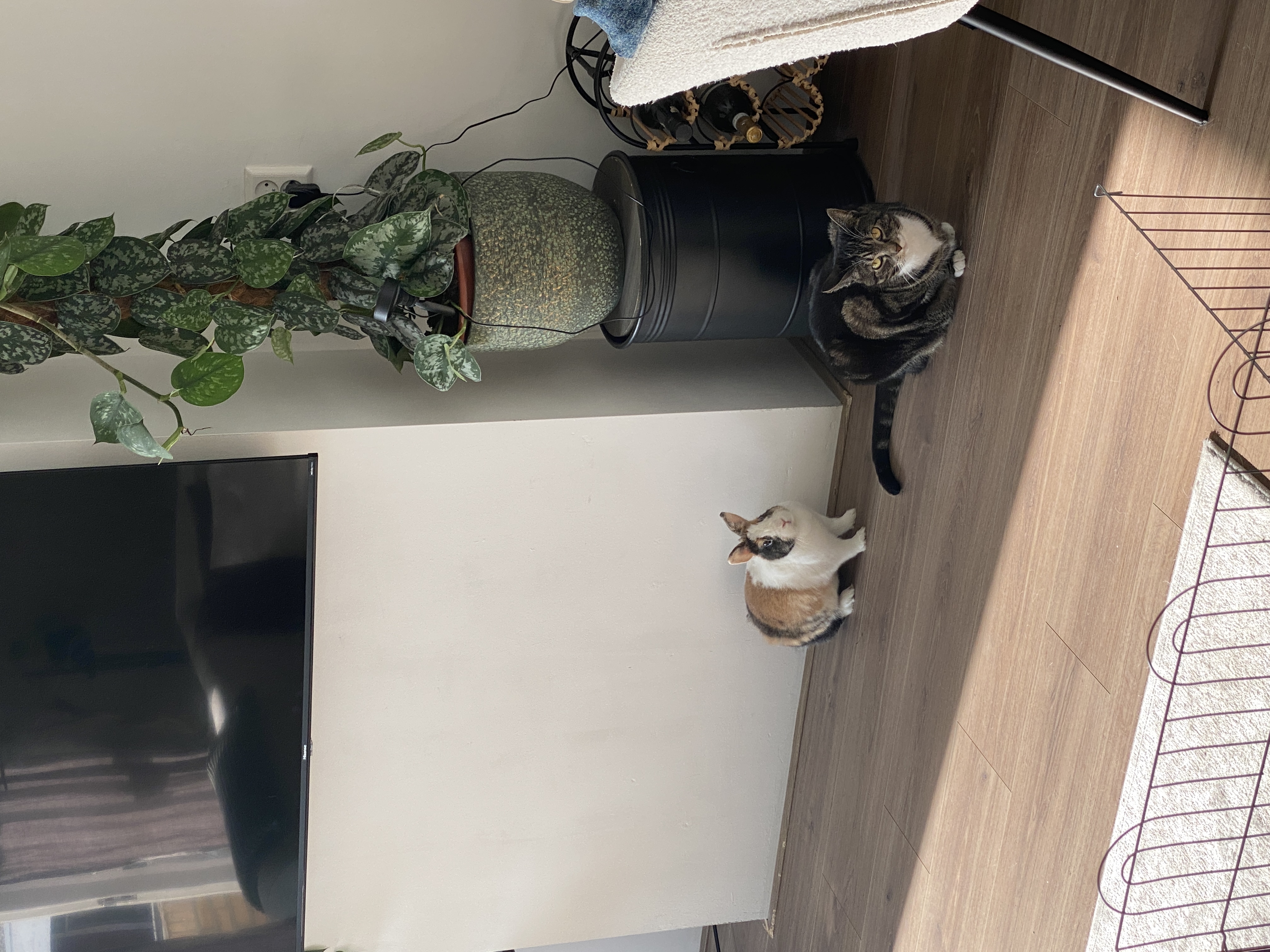 image-7