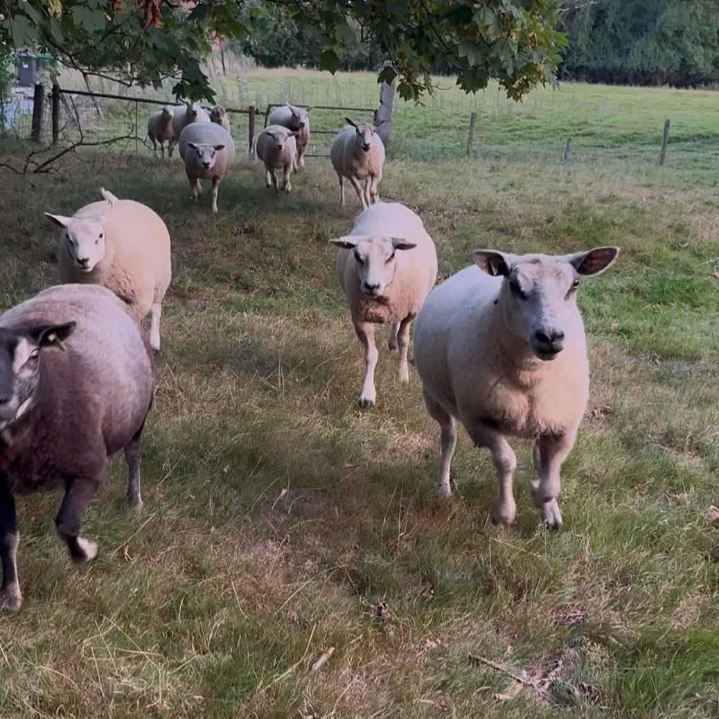 De kudde schapen