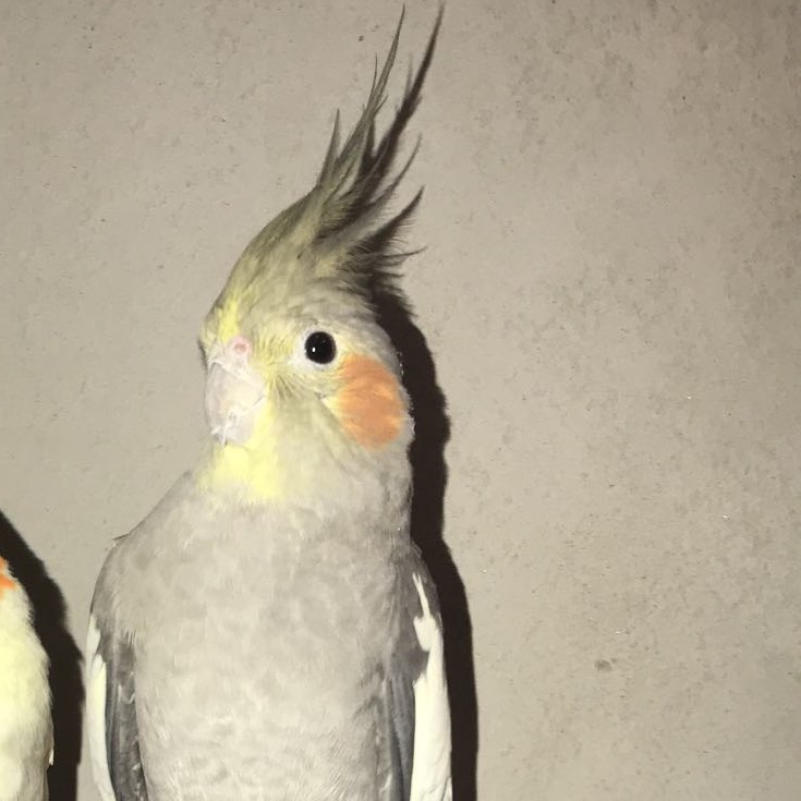 Coco