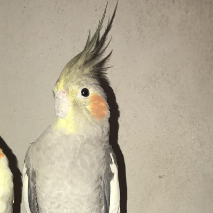 Coco