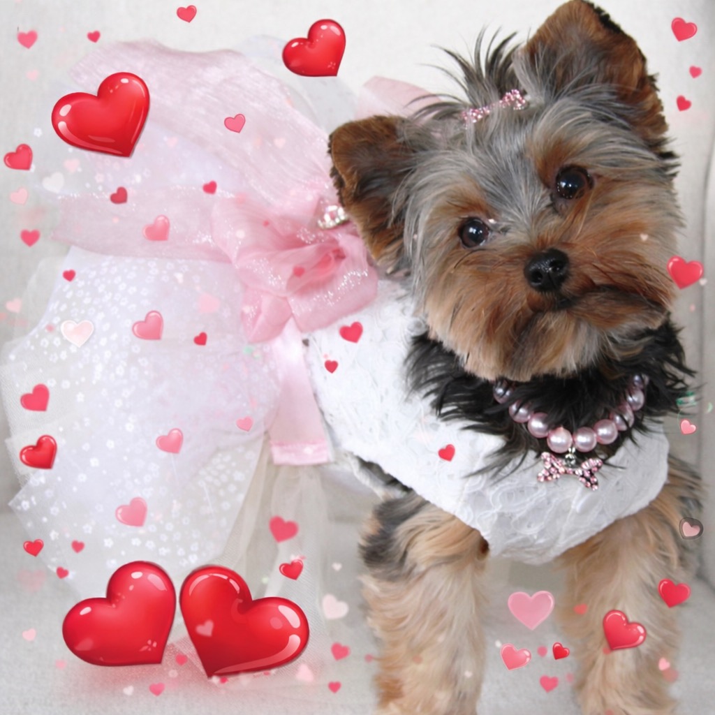 Sofy