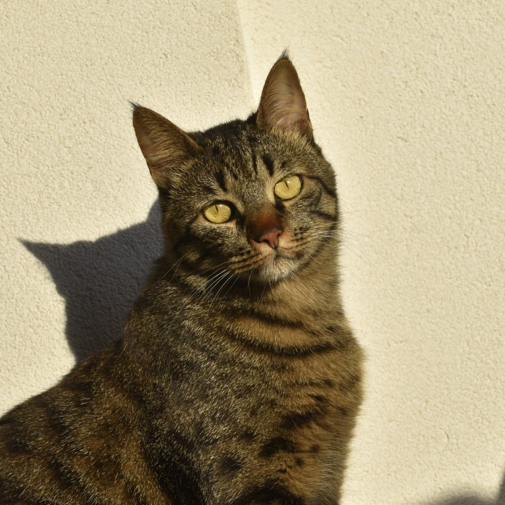 Little B