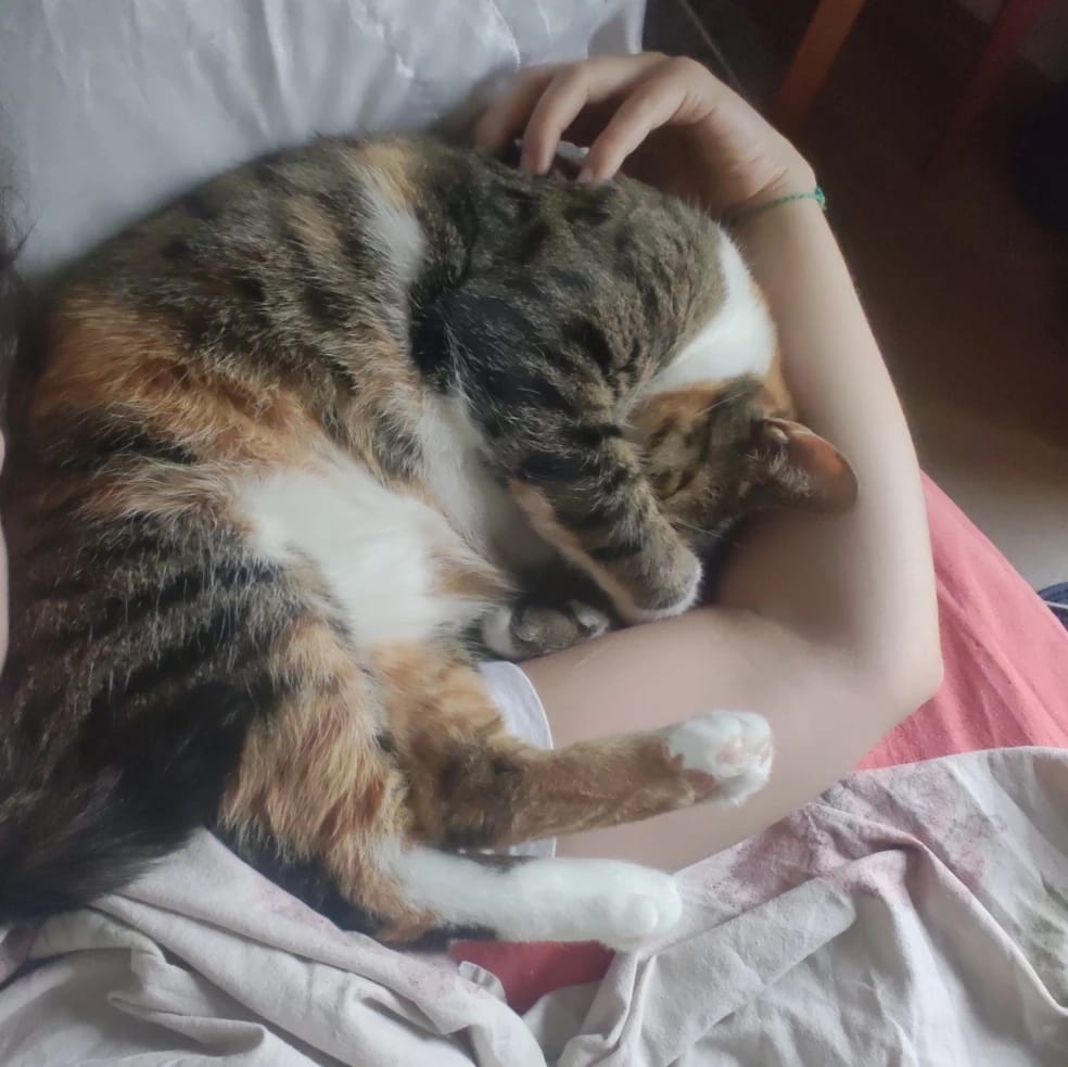Cannelle