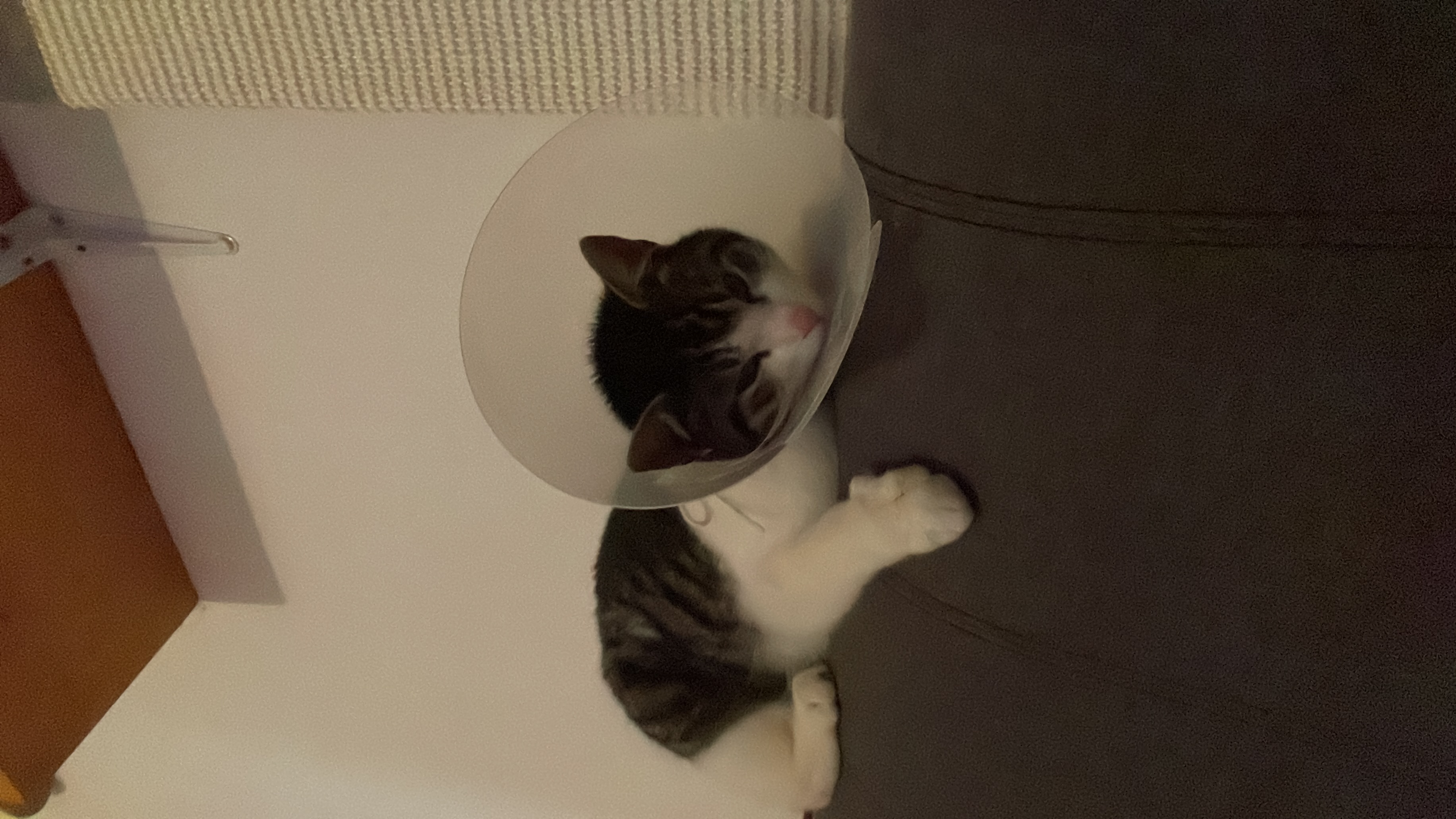 image-7