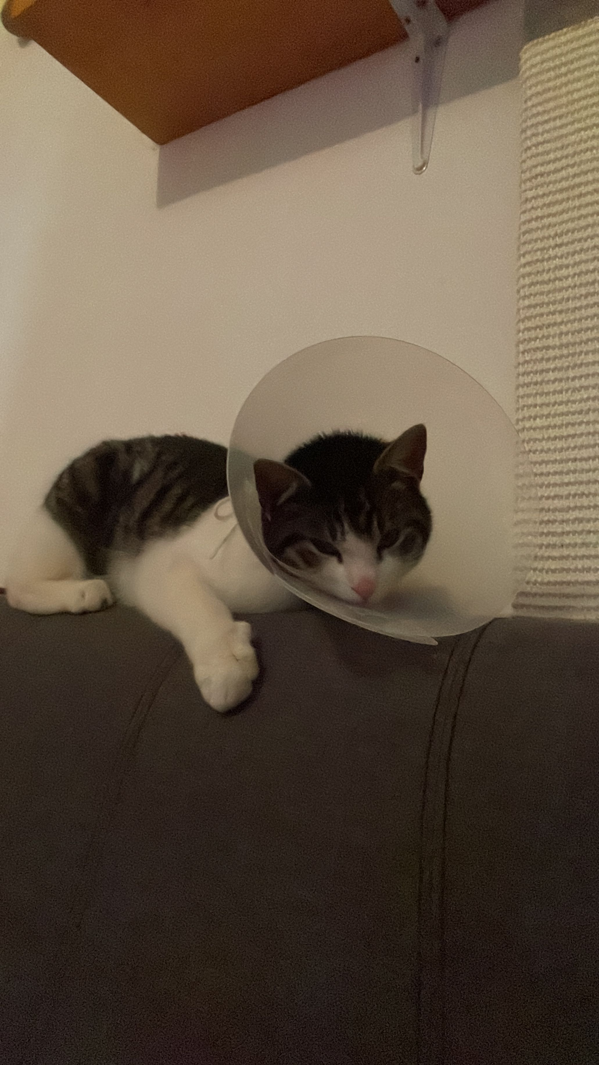 image-7