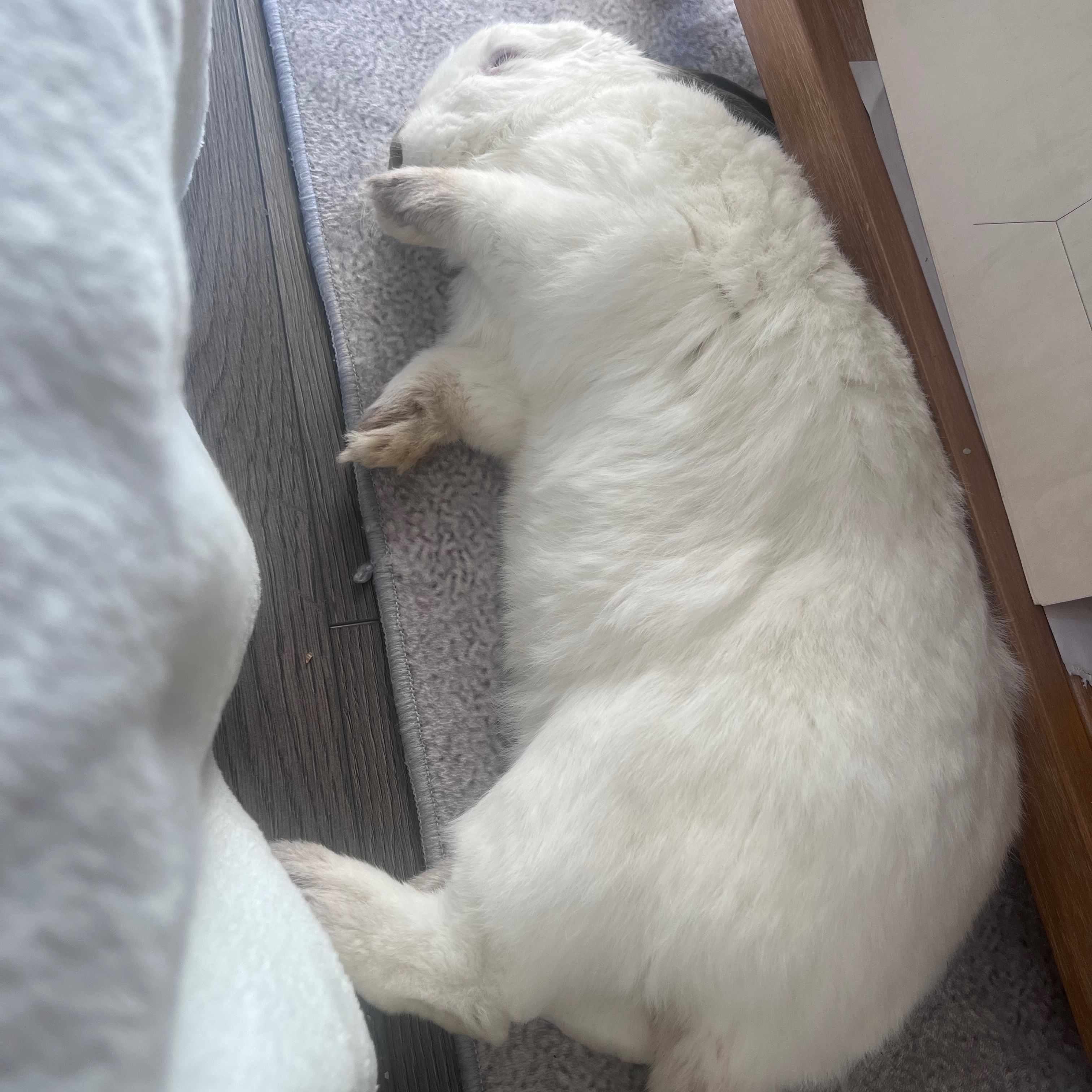 Taquito