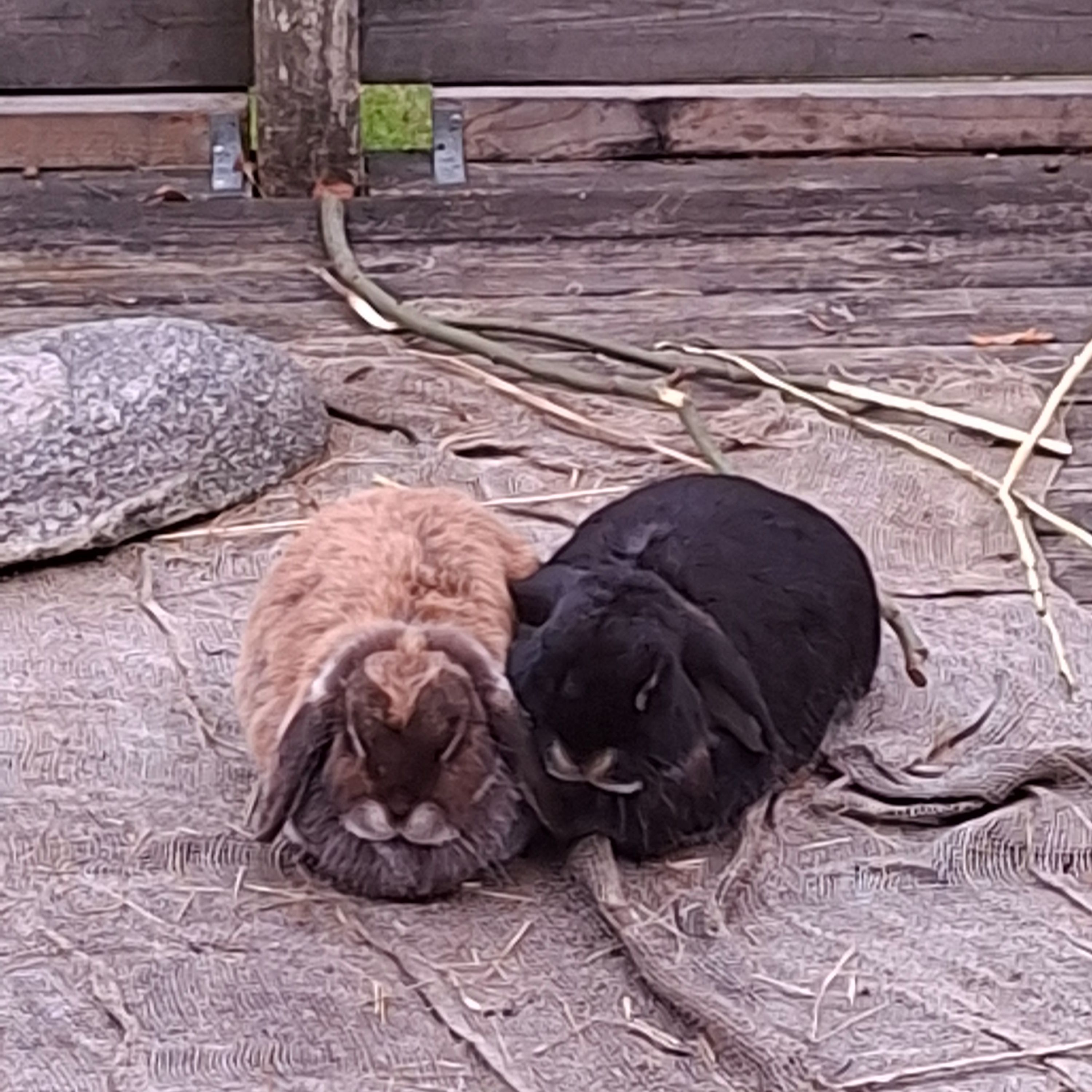 Chip och Sixten