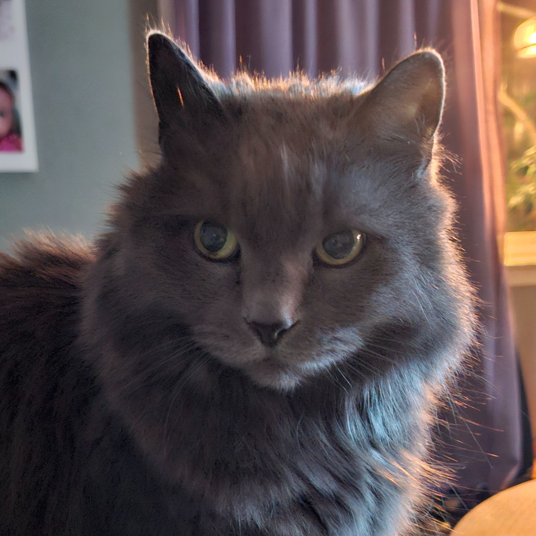 Nova