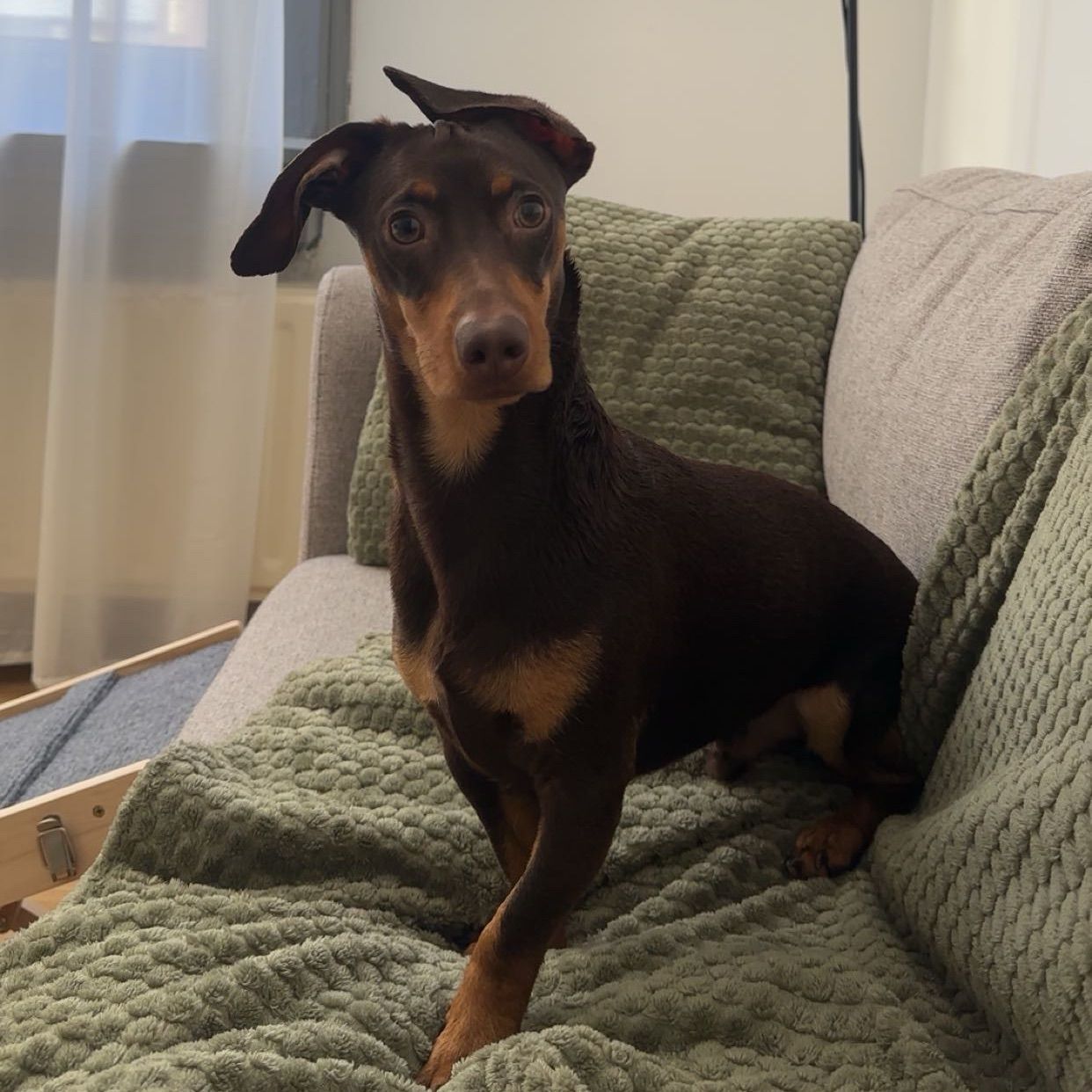 Milo