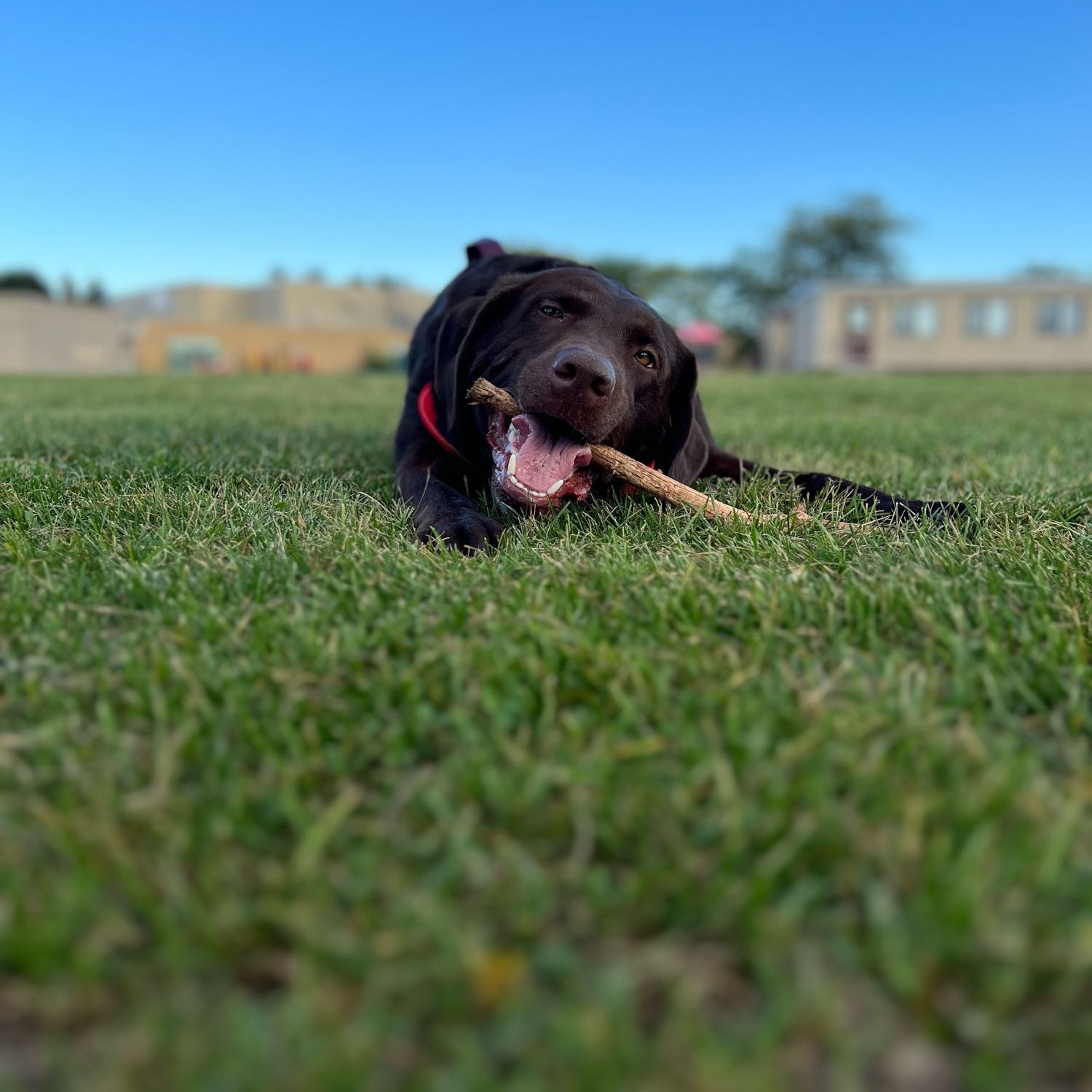Simba