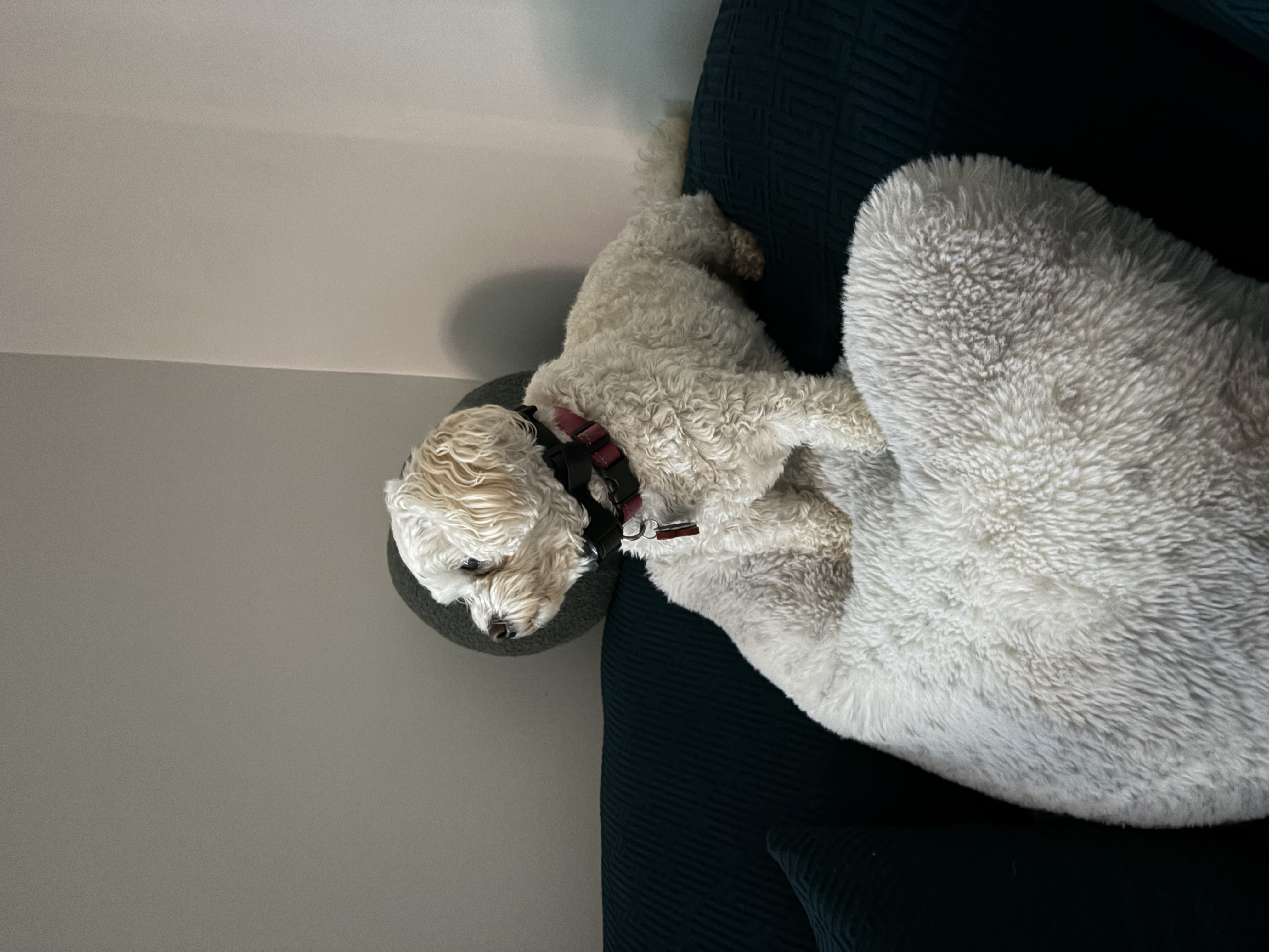 image-12