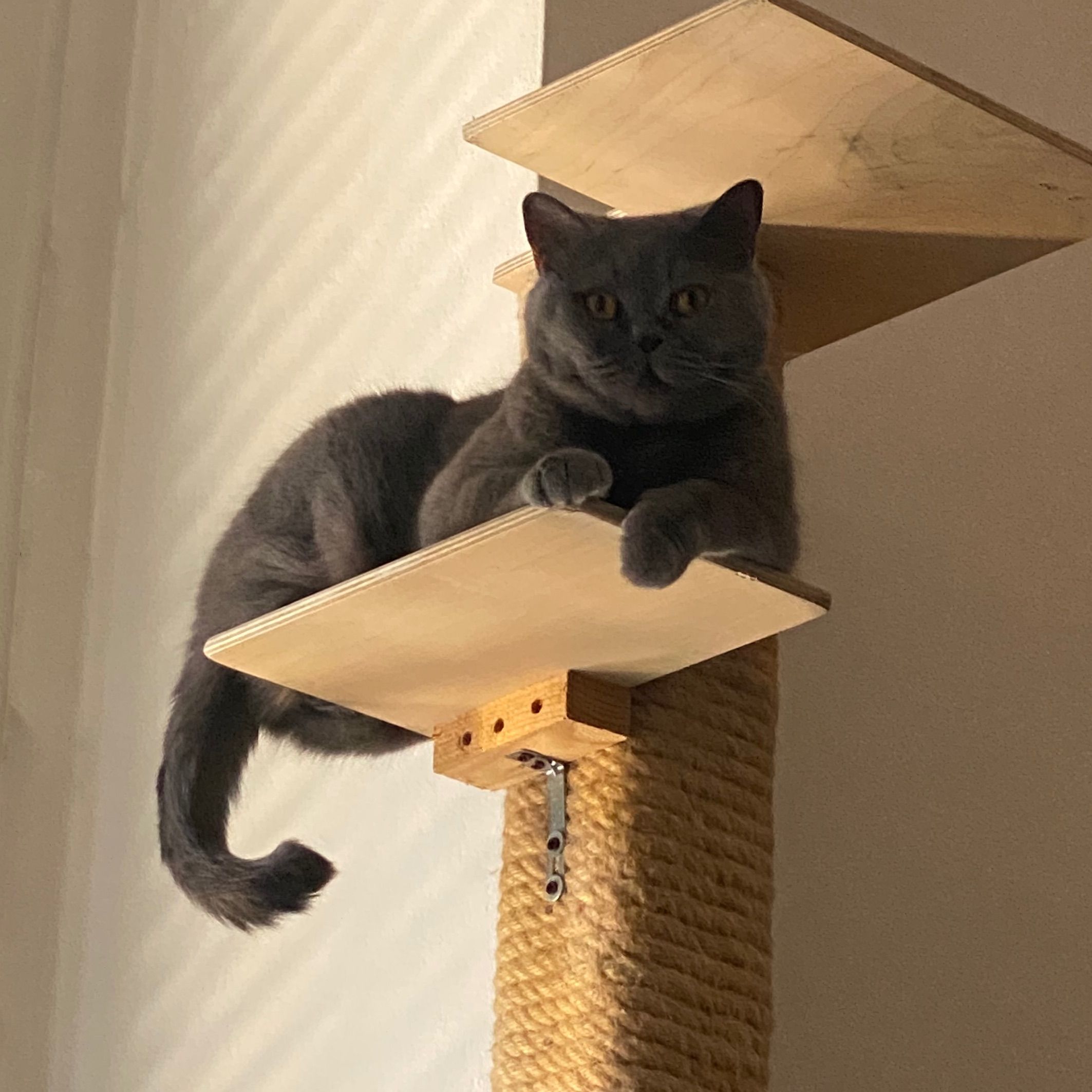 Lila