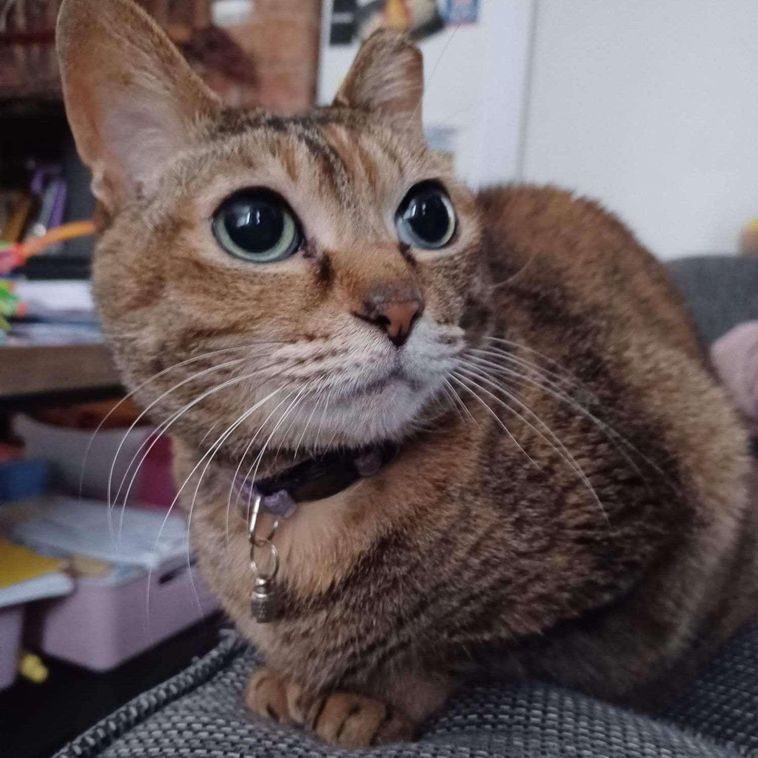 Mola