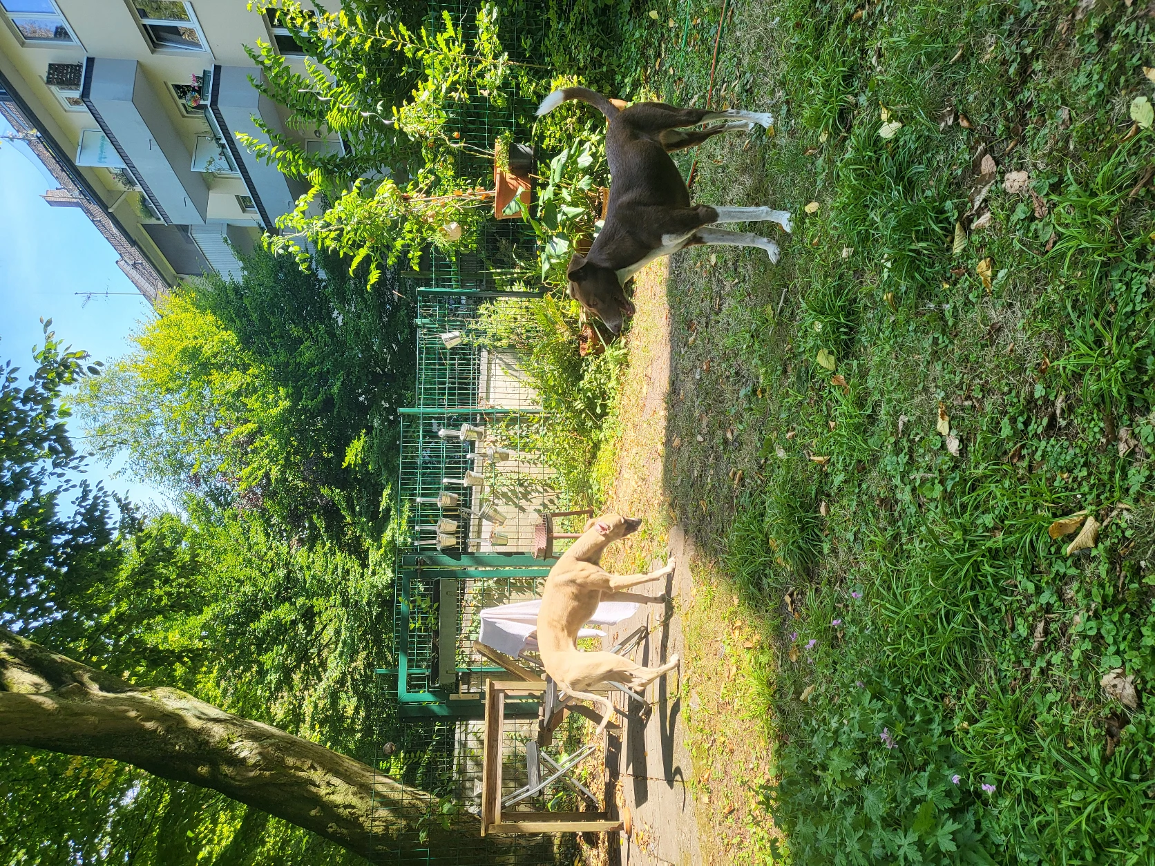 image-19
