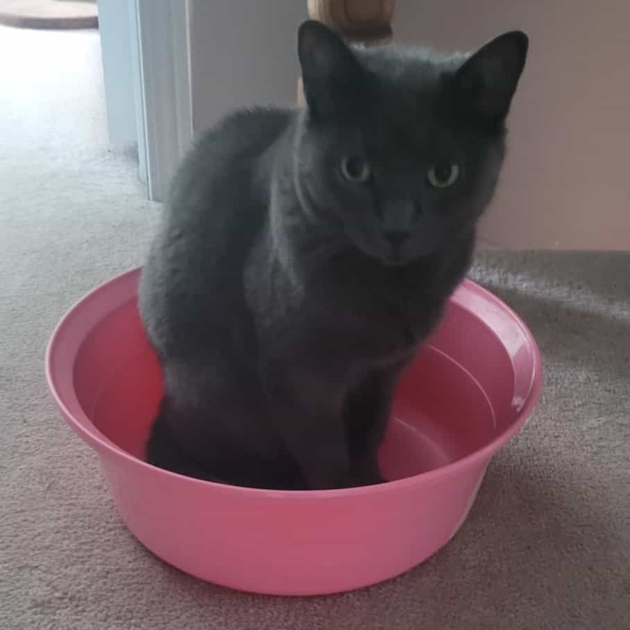 Charlotte (for a brief moment, Carlotta)