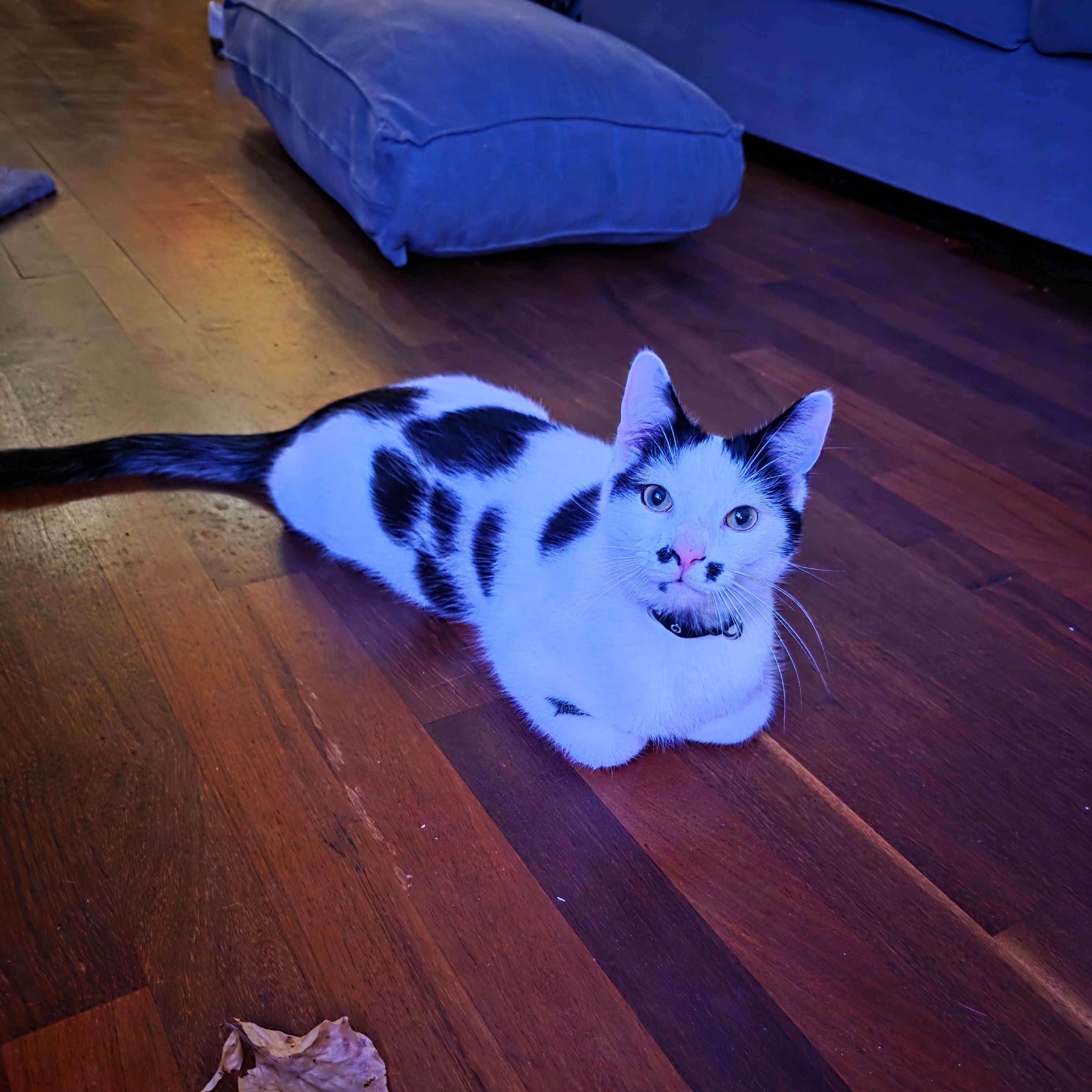 Crumpet
