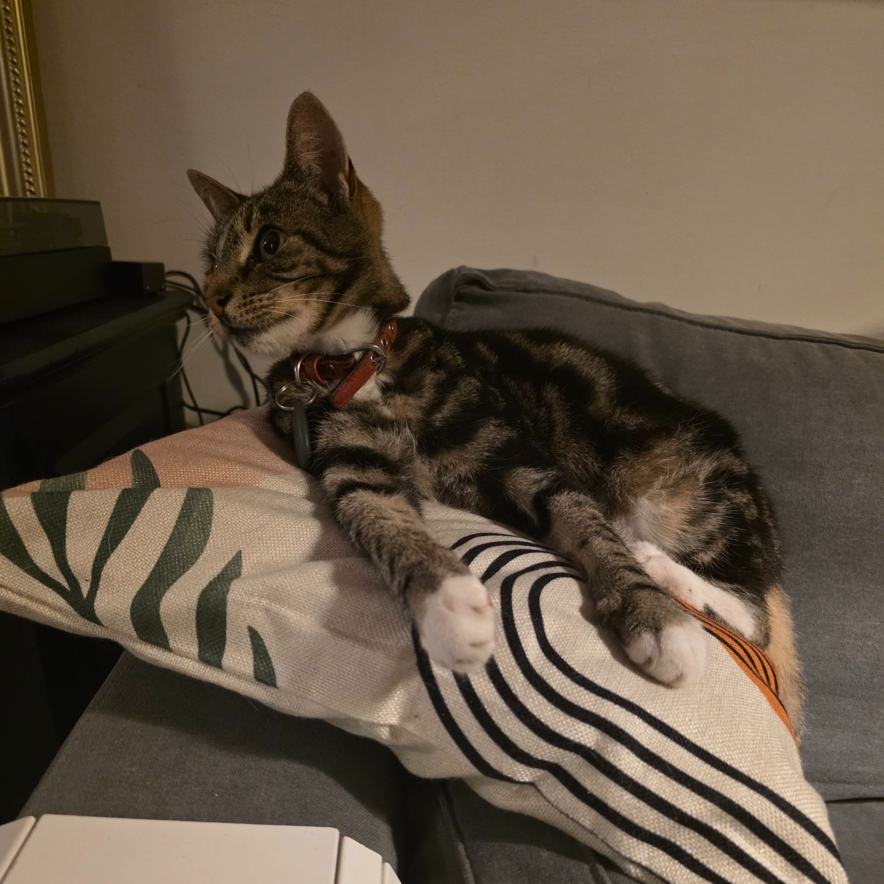 Mr. Mittens 