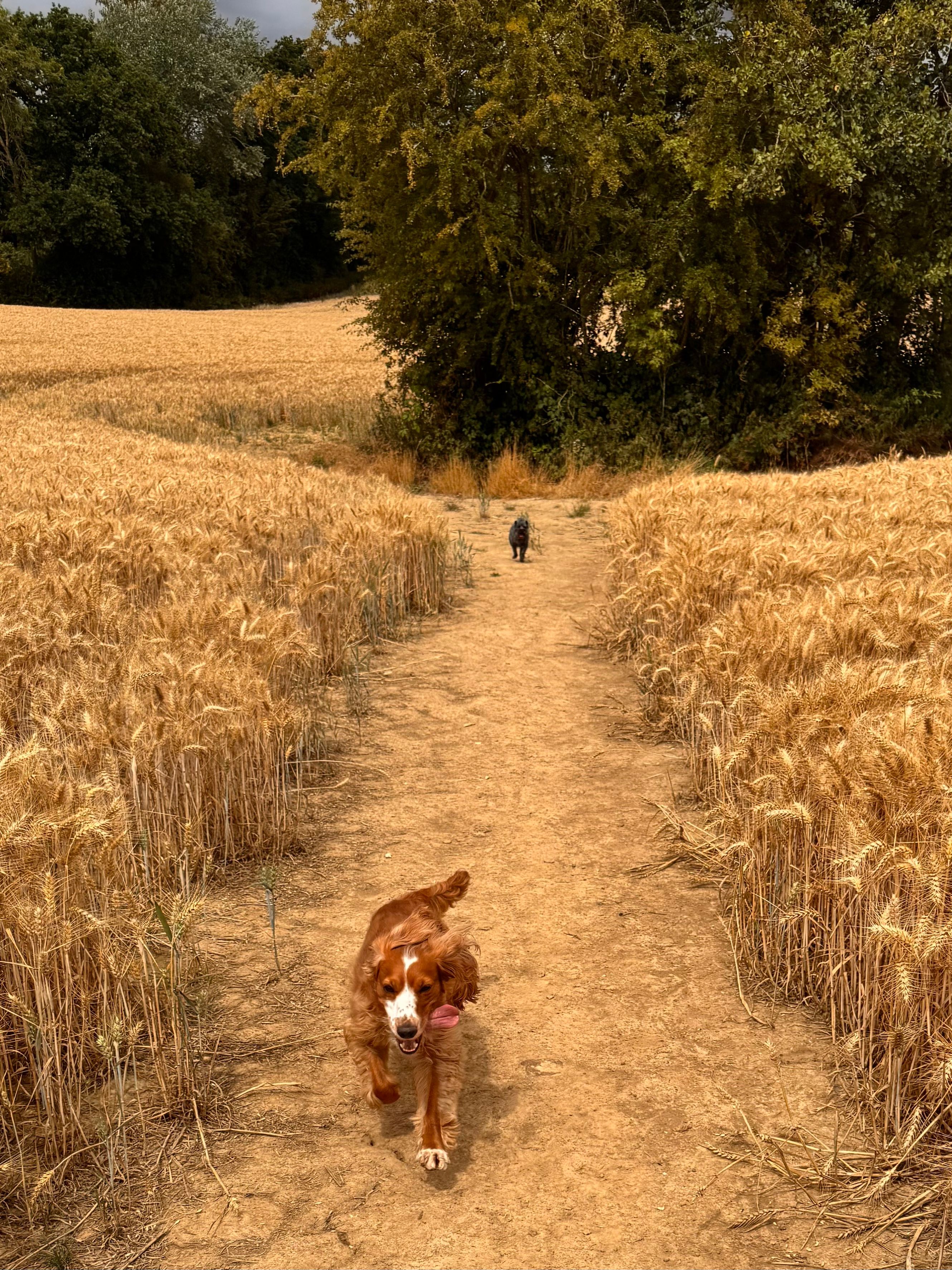 image-5