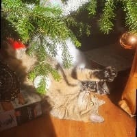 Simba