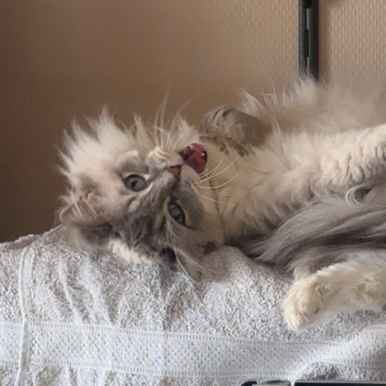 Mica 
