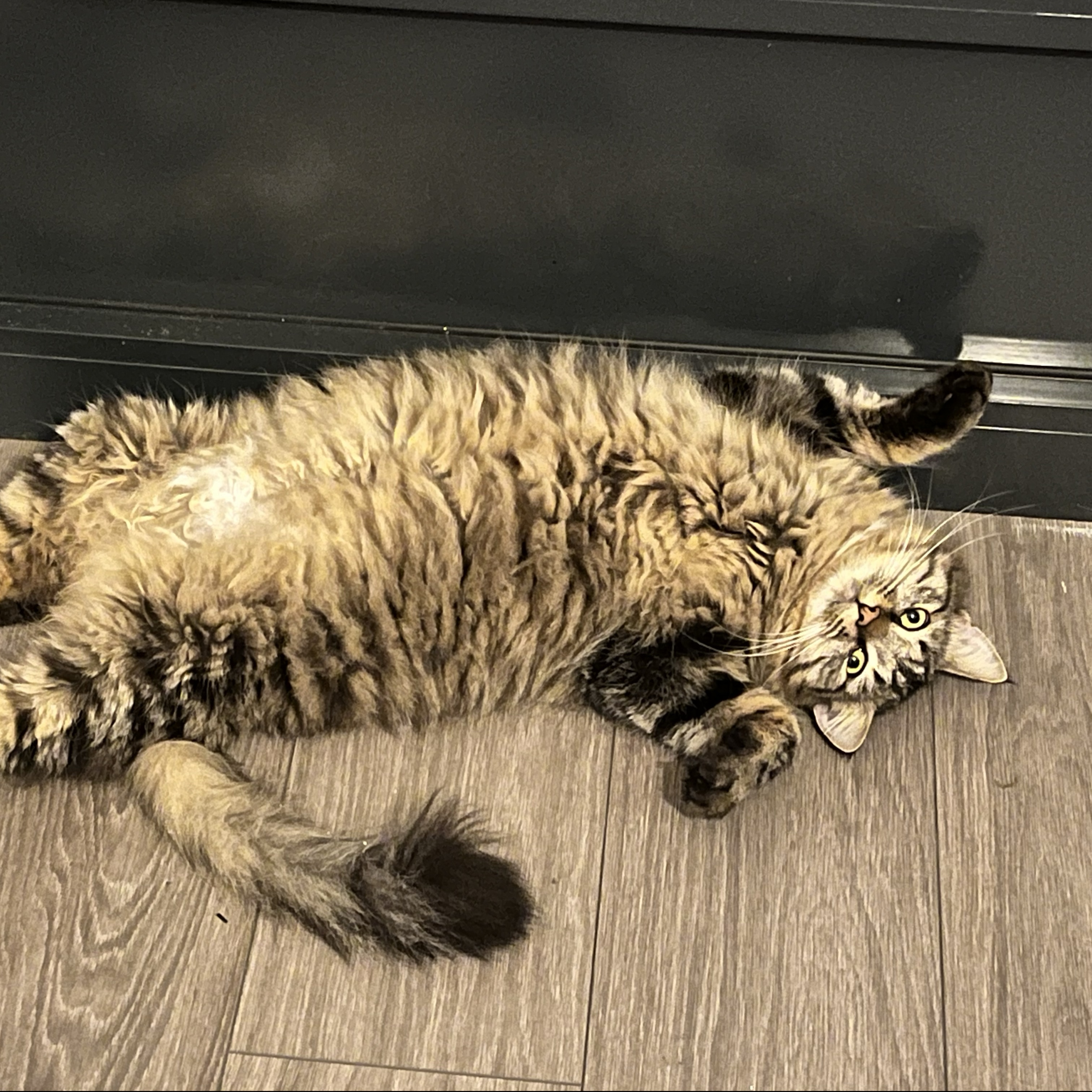Cezar 