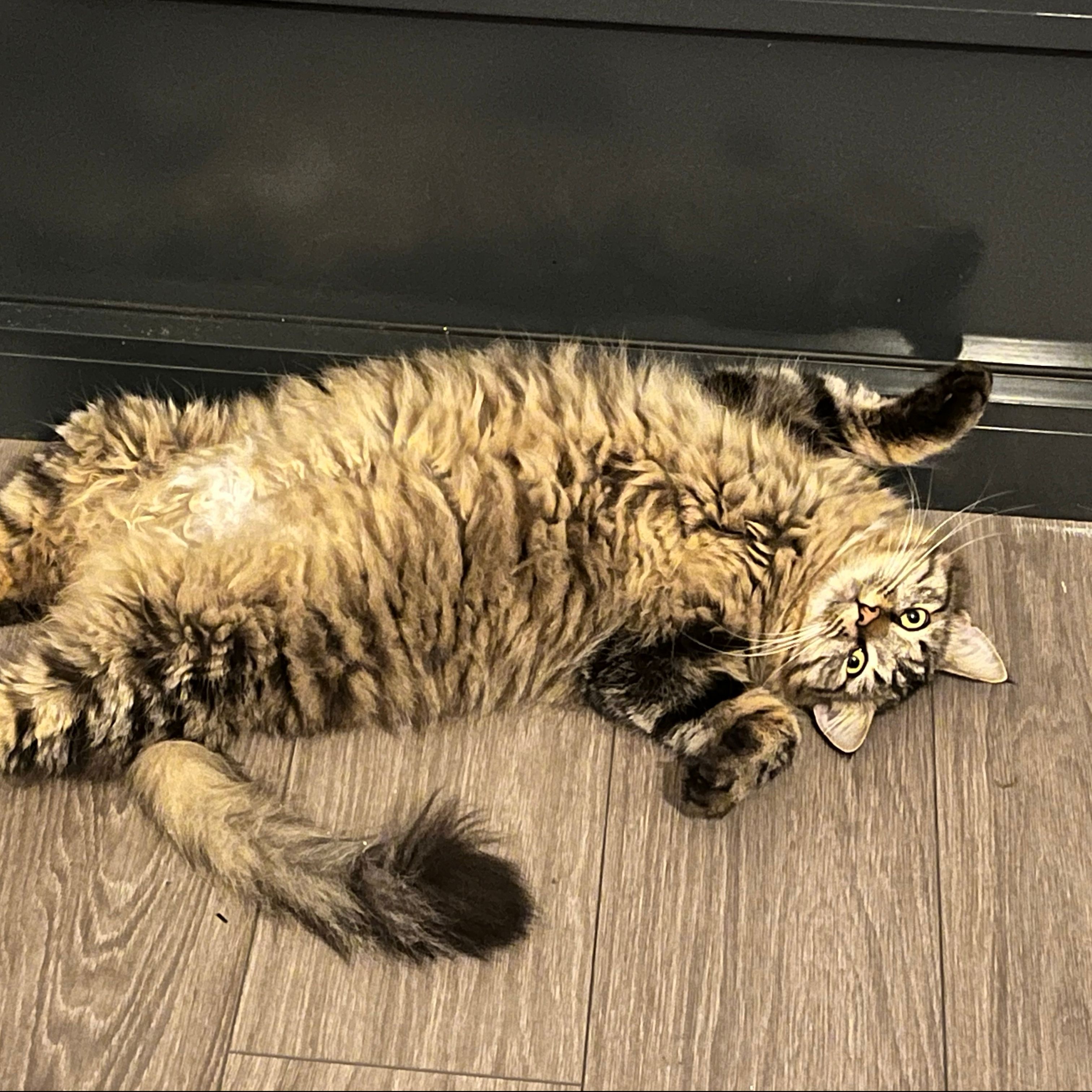 Cezar