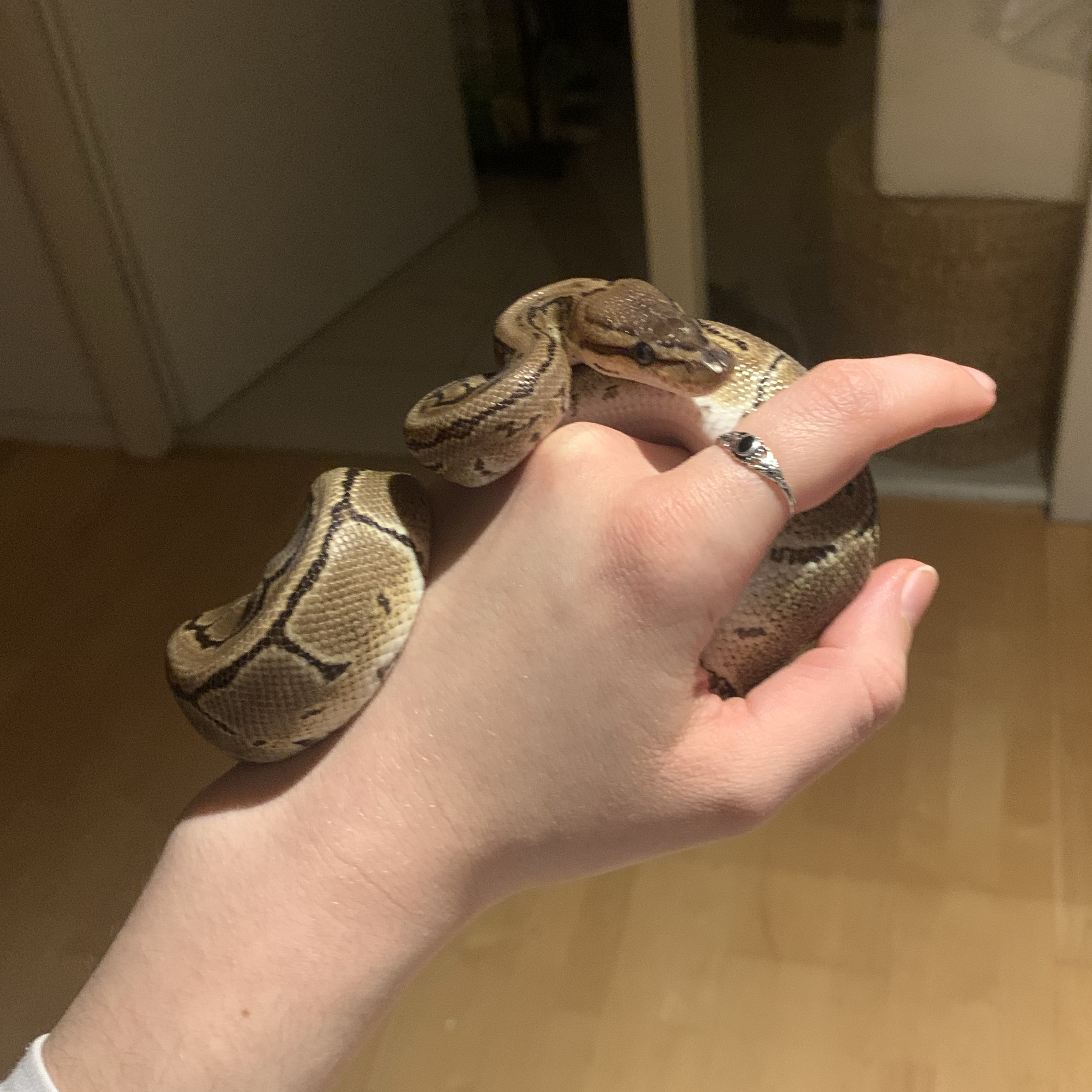 Honey