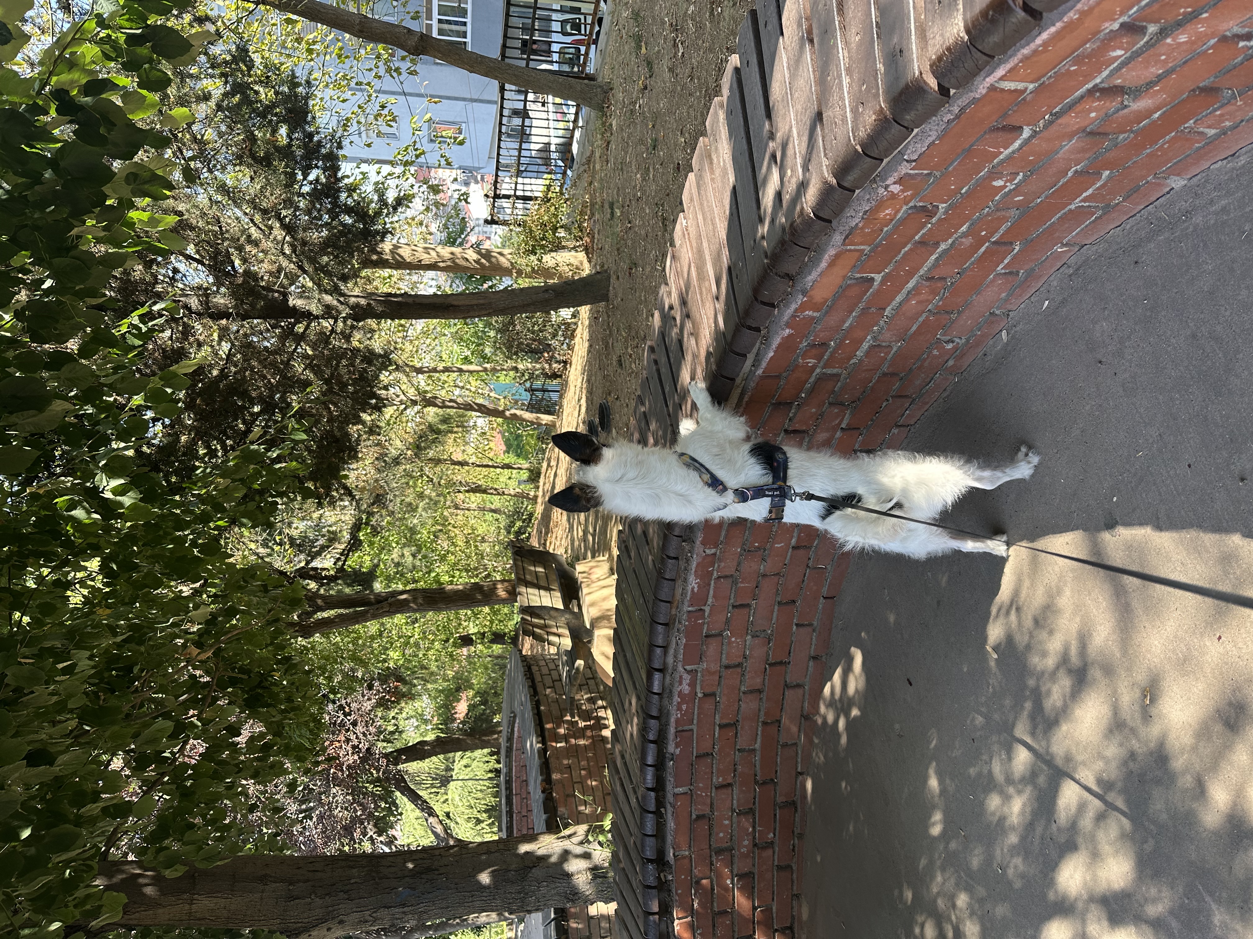 image-7