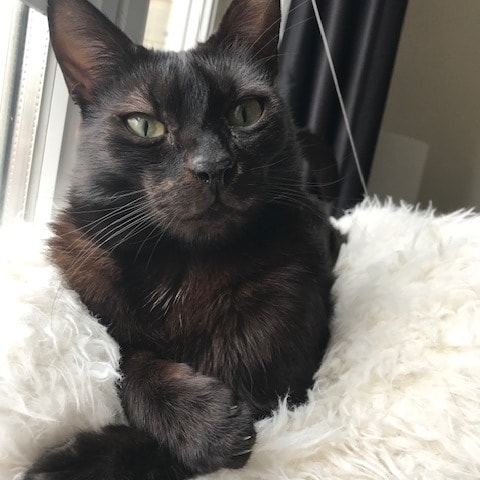 Marcello